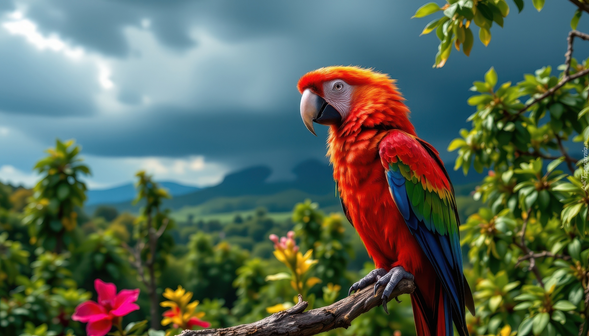 Ptak, Papuga, Ara, Konar, Ciemne, Chmury, Grafika AI