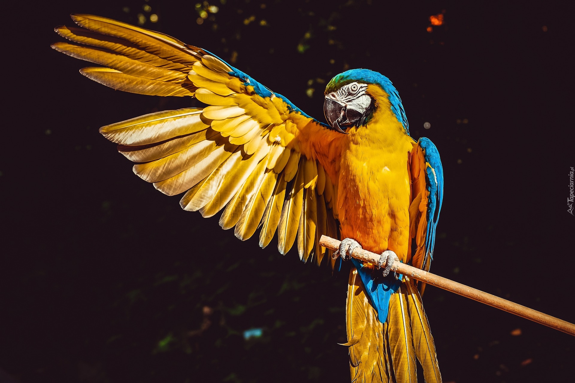 Ptak, Papuga, Ara żółtoskrzydła