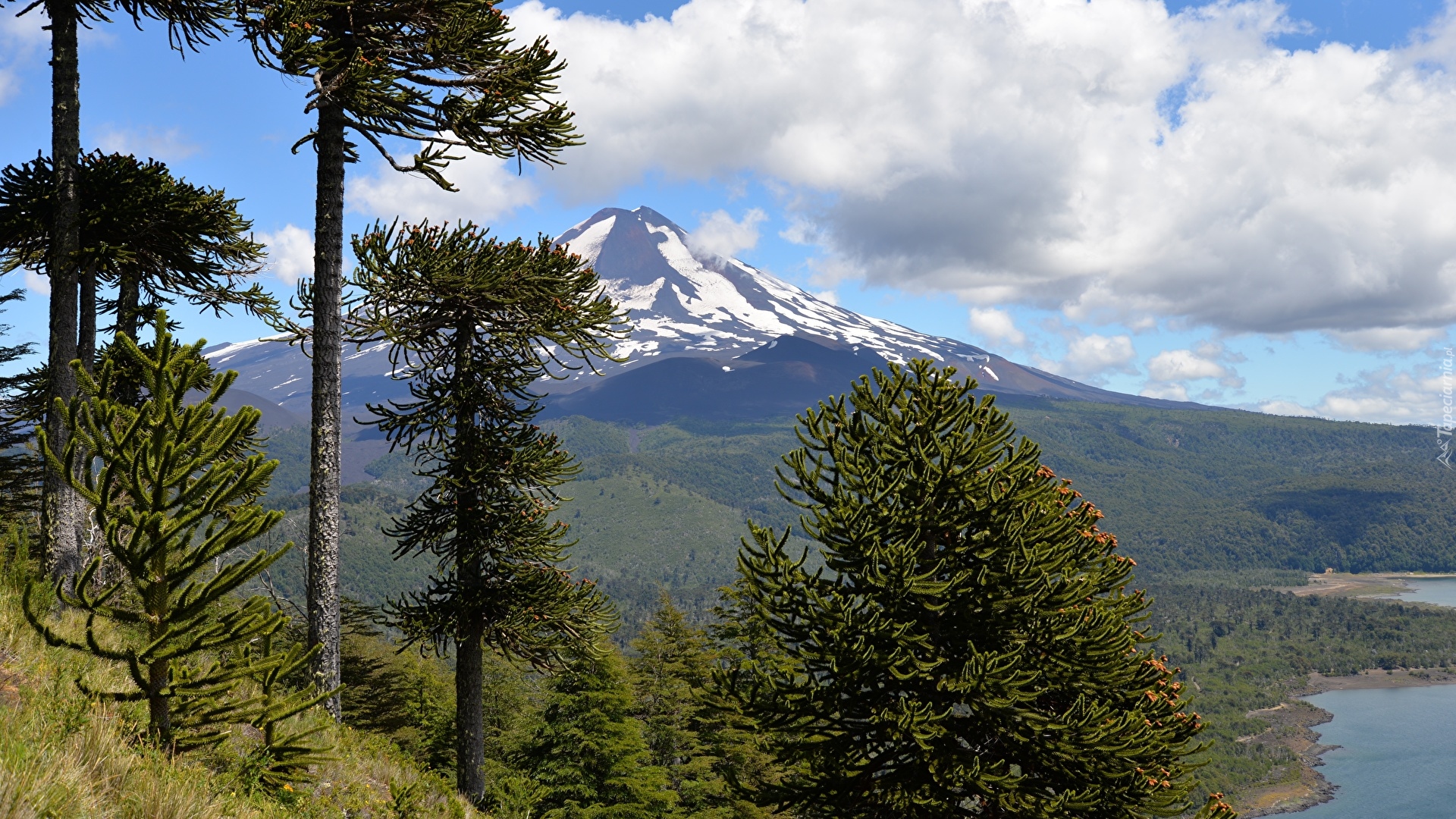 Góra, Wulkan Llaima, Drzewa, Araukarie chilijskie, Park Narodowy Conguillio, Chile