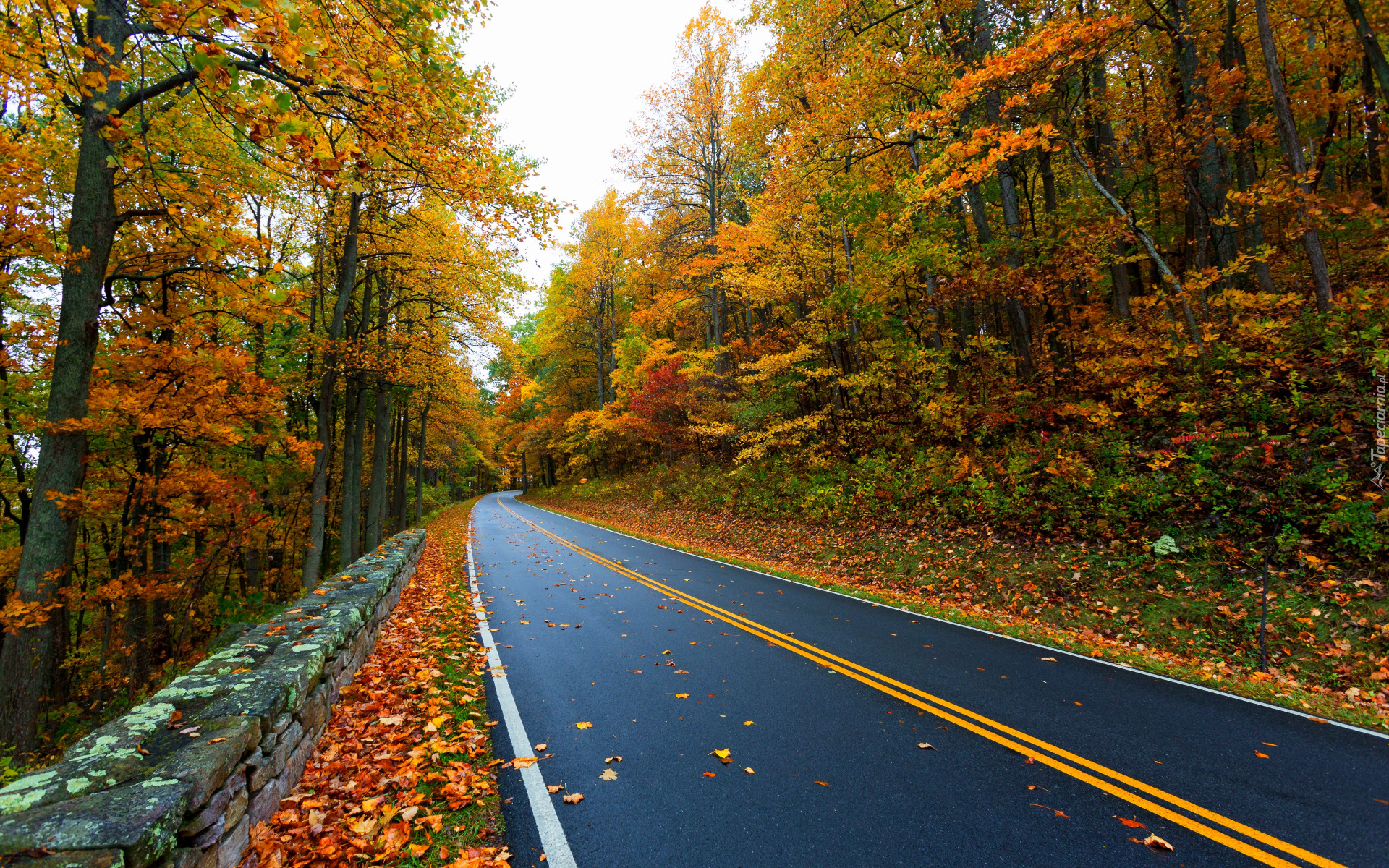 Droga, Jesień, Las, Kolorowe, Drzewa, Opadłe, Liście