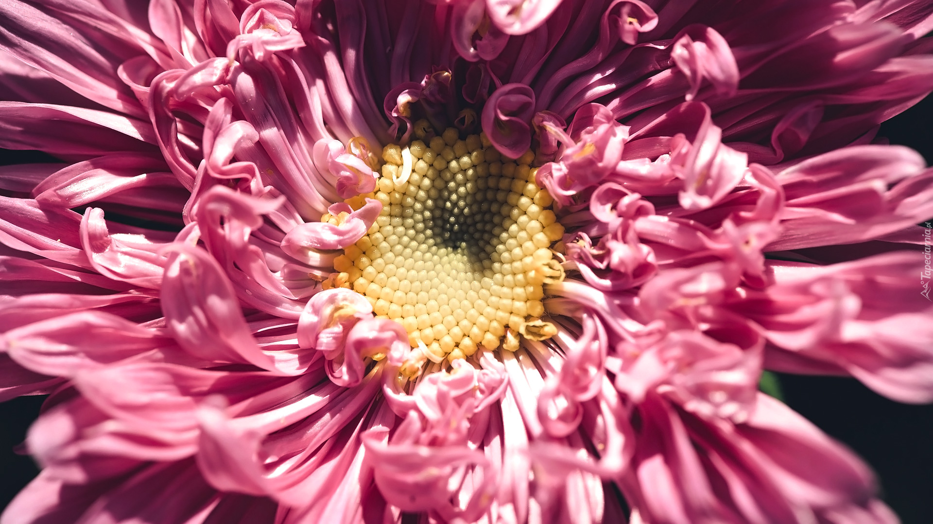 Kwiaty, Aster, Zbliżenie