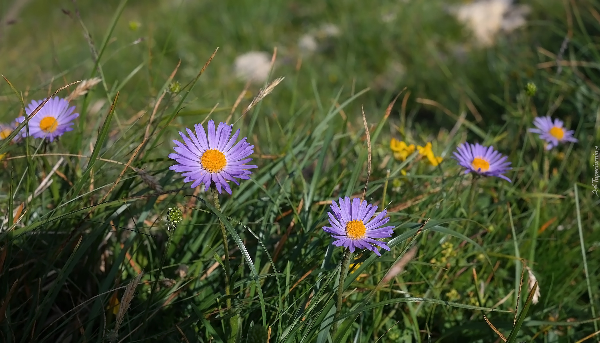 Kwiaty, Astry alpejskie, Trawa