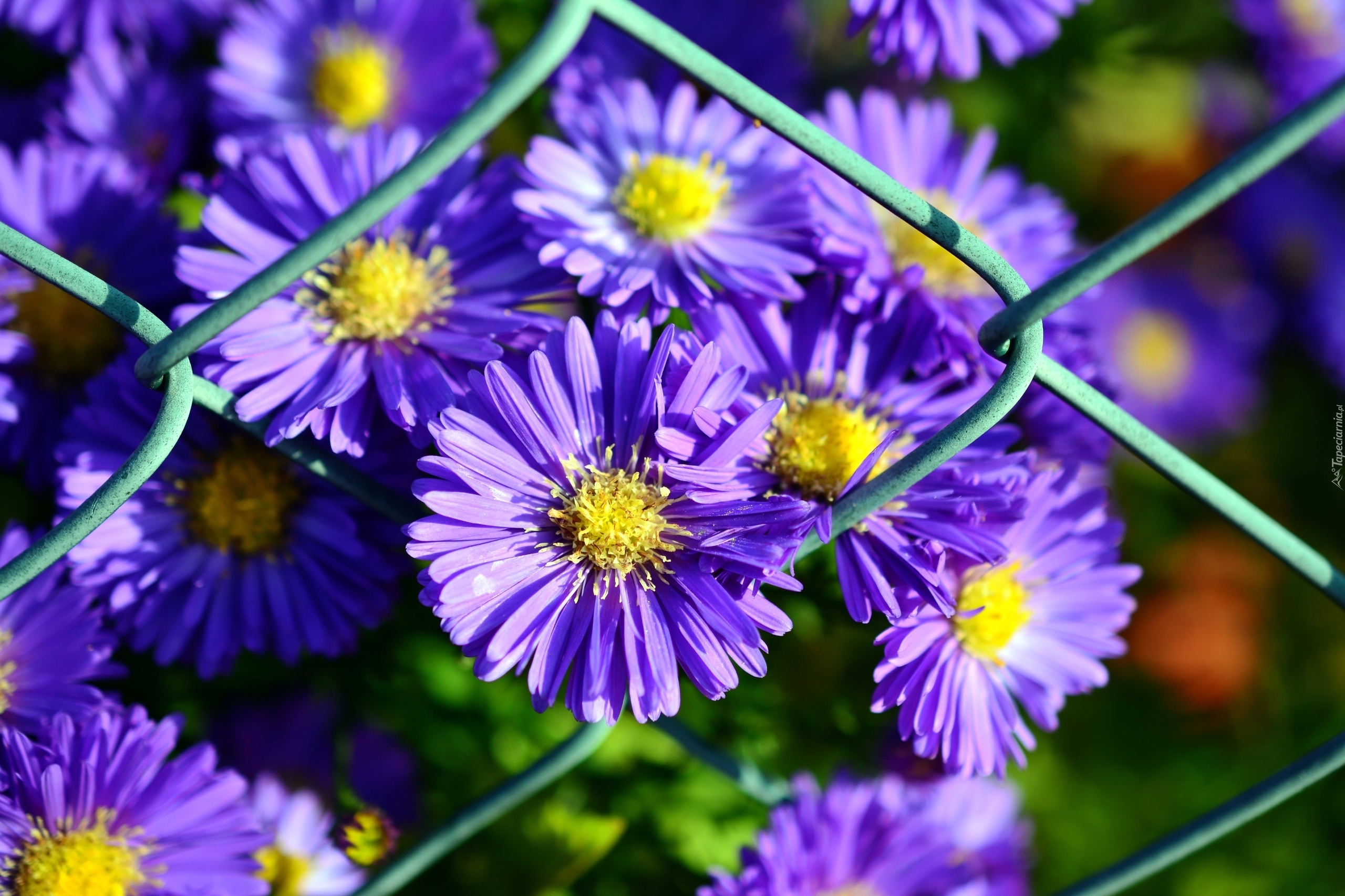 Fioletowe, Aster Marcinek, Ogrodzenie