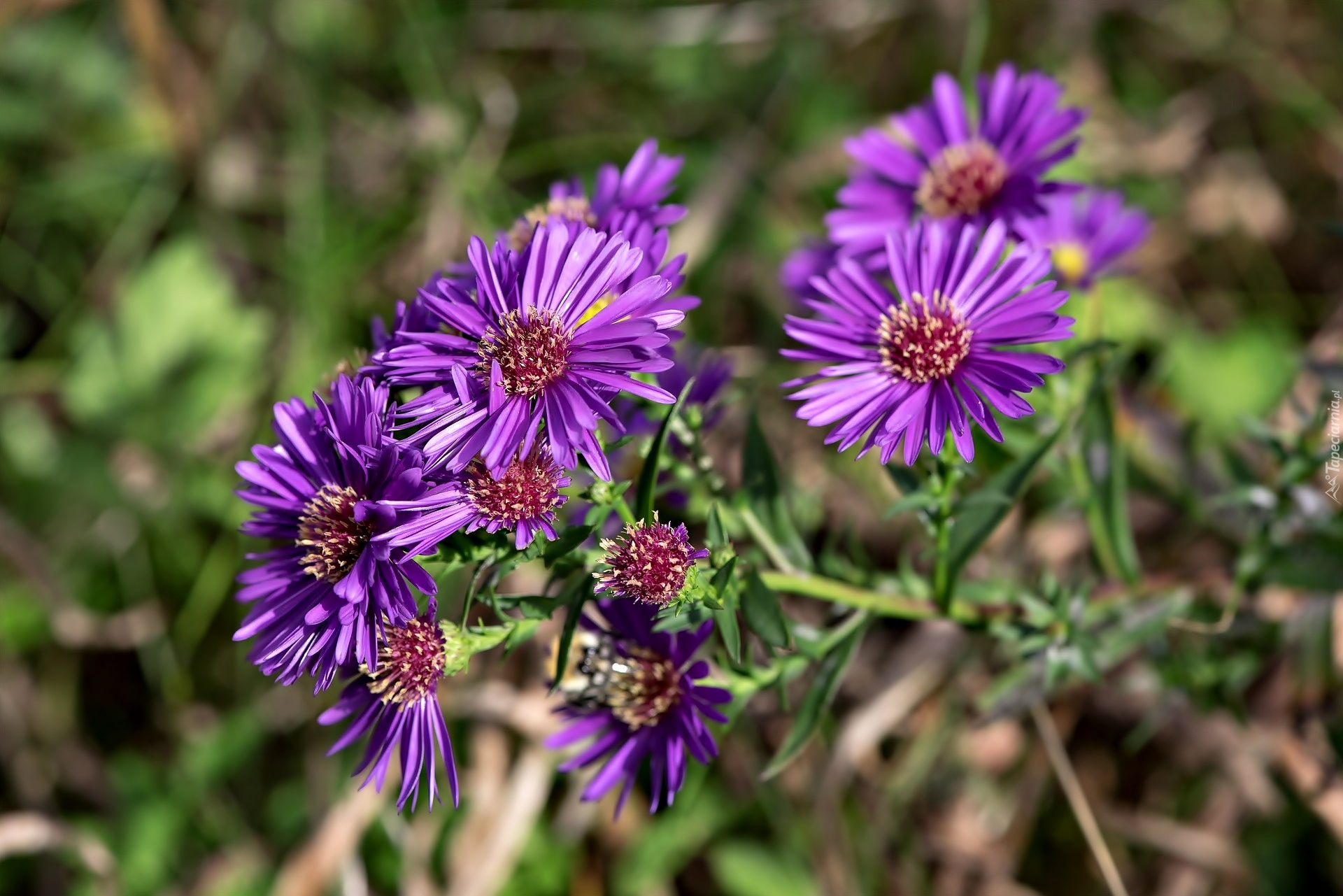 Kwiaty, Aster marcinek, Fioletowe