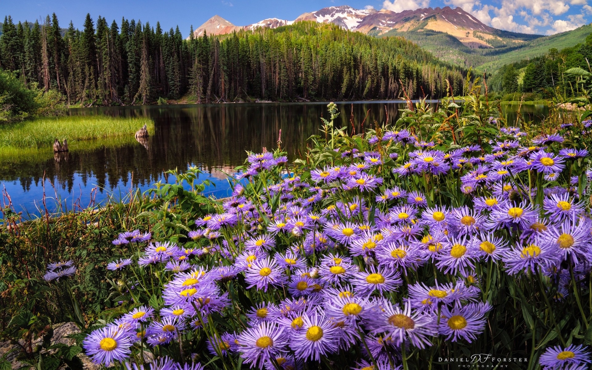 Stany Zjednoczone, Kolorado, Góry, San Juan Mountains, Telluride, Las, Drzewa, Rzeka, Kwiaty, Astry