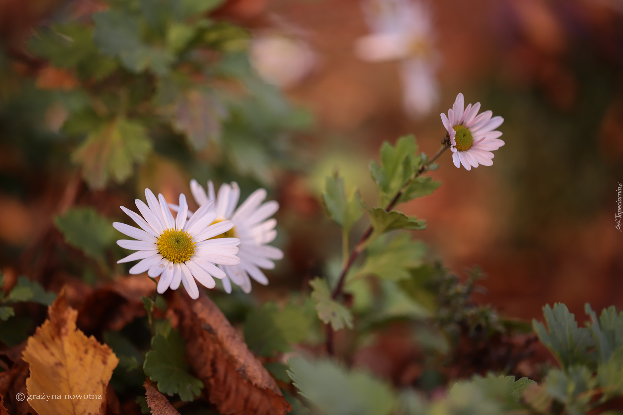 Aster, Jesienny, Kwiat