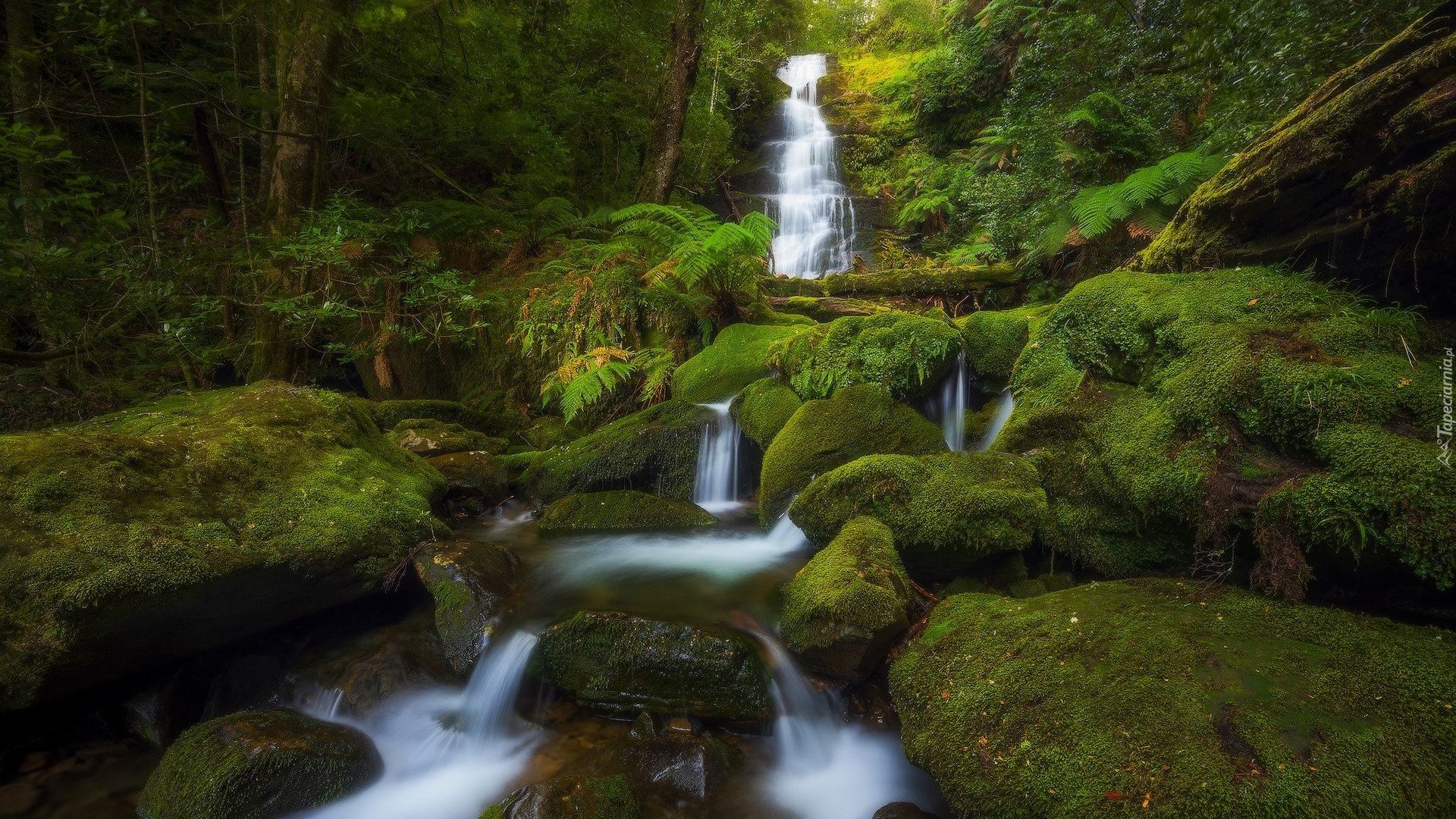 Las, Omszone, Kamienie, Wodospad, Kaskada, Bastion Cascades, Tasmania, Australia