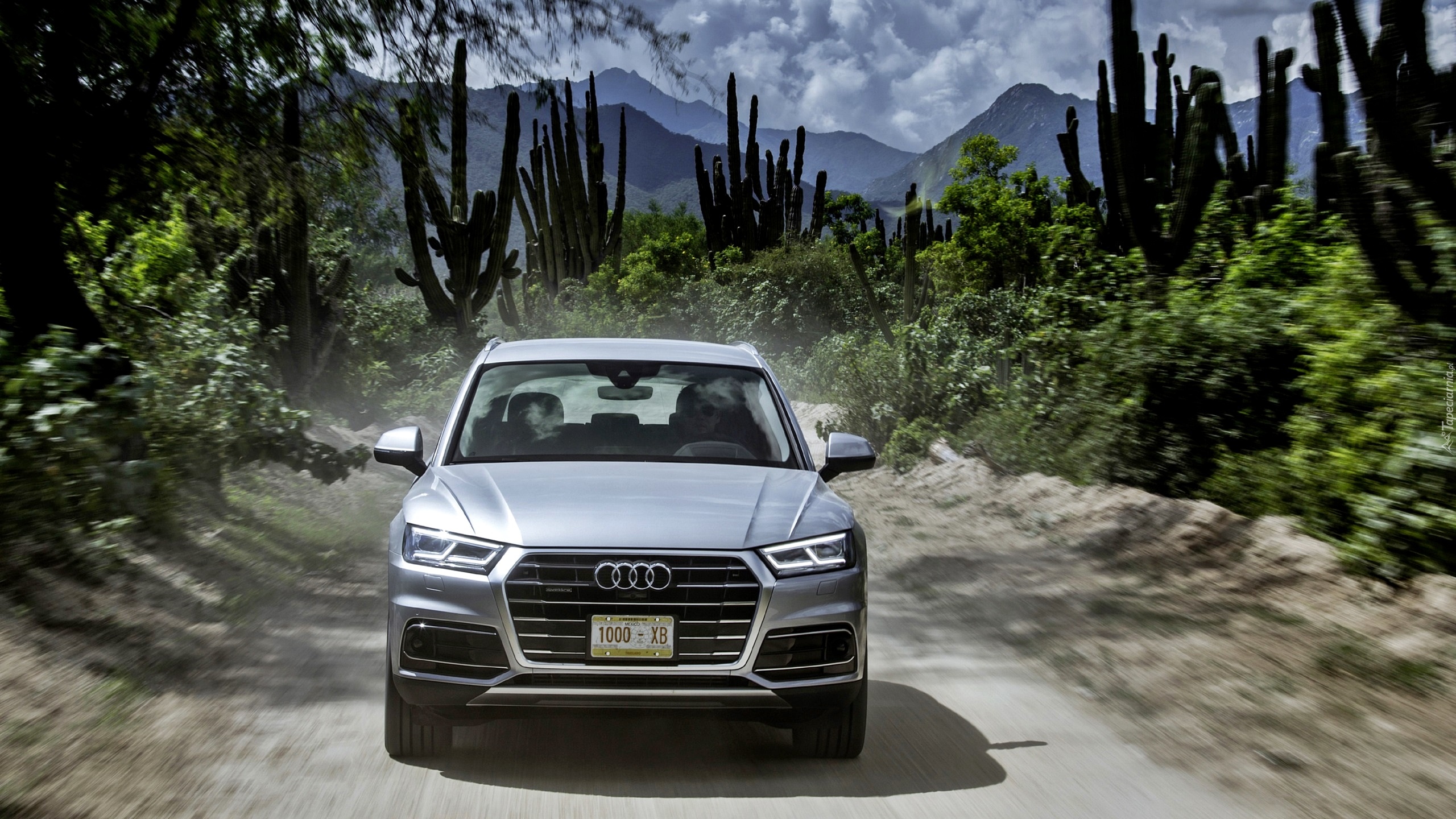 Audi Q5 3.0 TDI Quattro, SUV, Florett Silver, 2017, Droga, Rośliny, Kaktusy