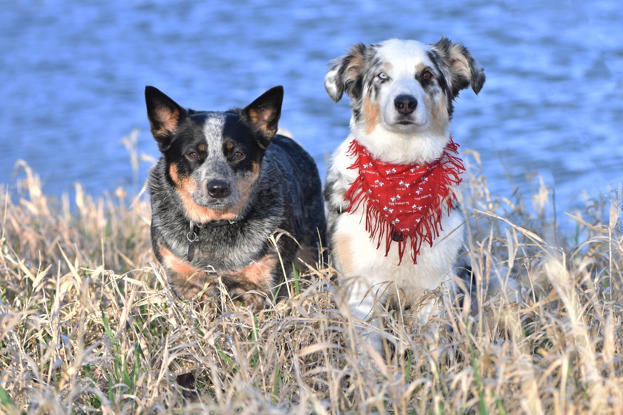 Dwa, Psy, Australian cattle dog, Border collie, Sucha, Trawa