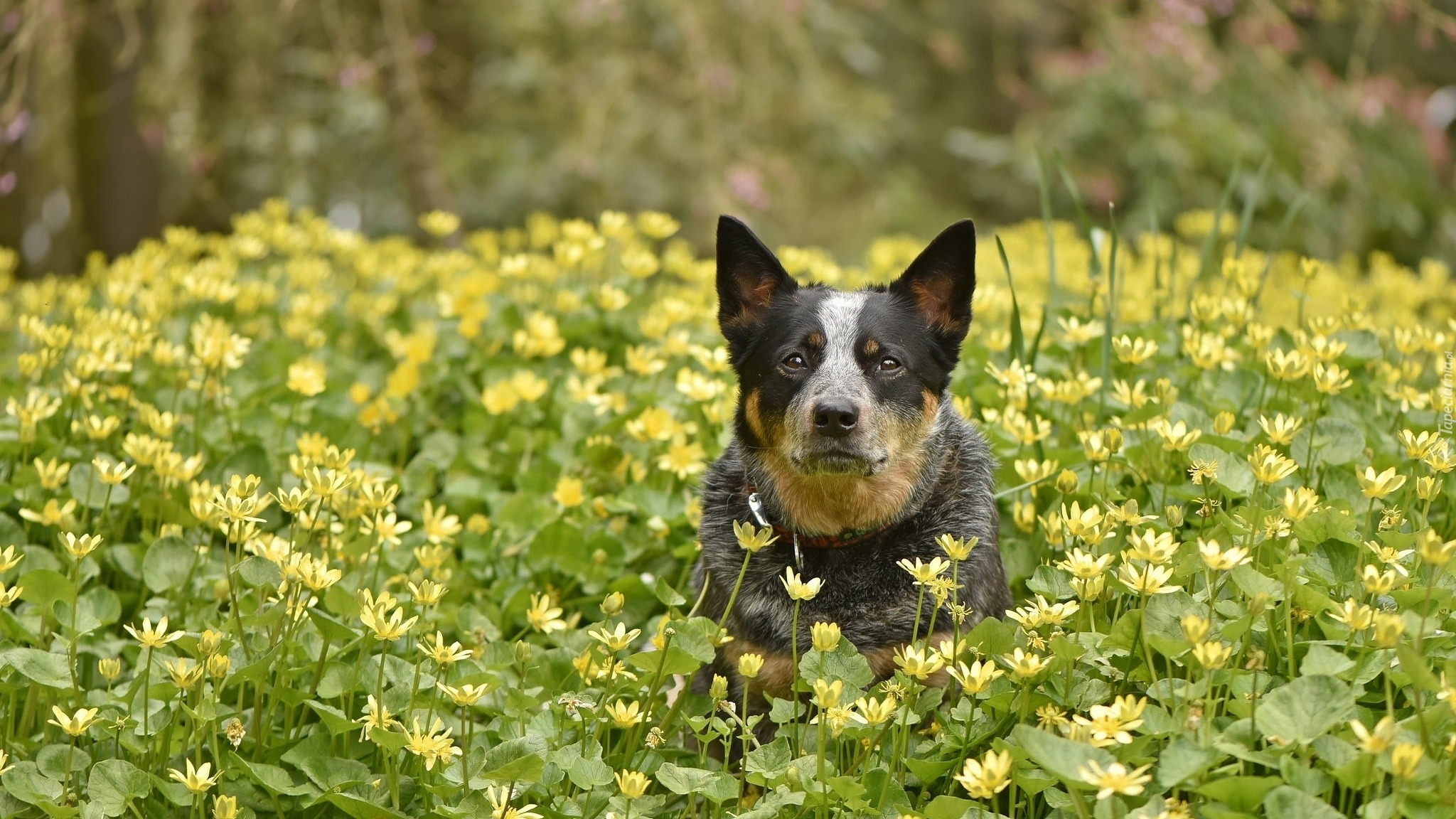 Pies, Australian cattle dog, Łąka, Żółte, Kwiaty