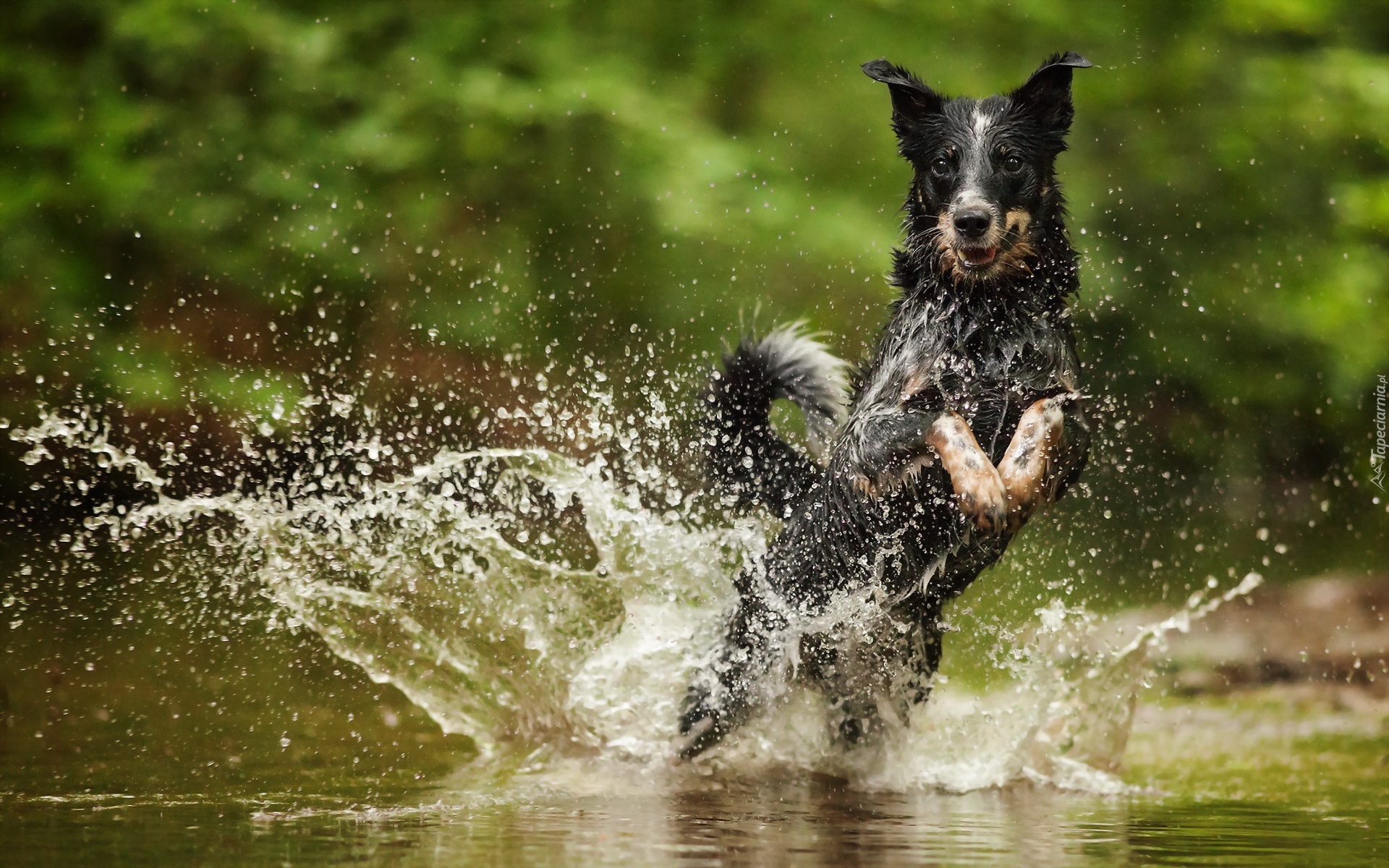 Australian cattle dog, Woda, Skok