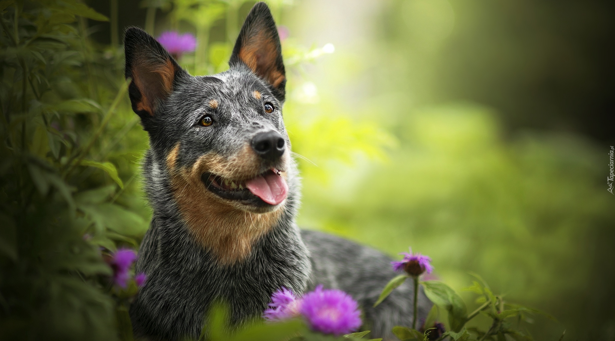 Pies, Australian cattle dog, Mordka, Kwiaty, Rośliny