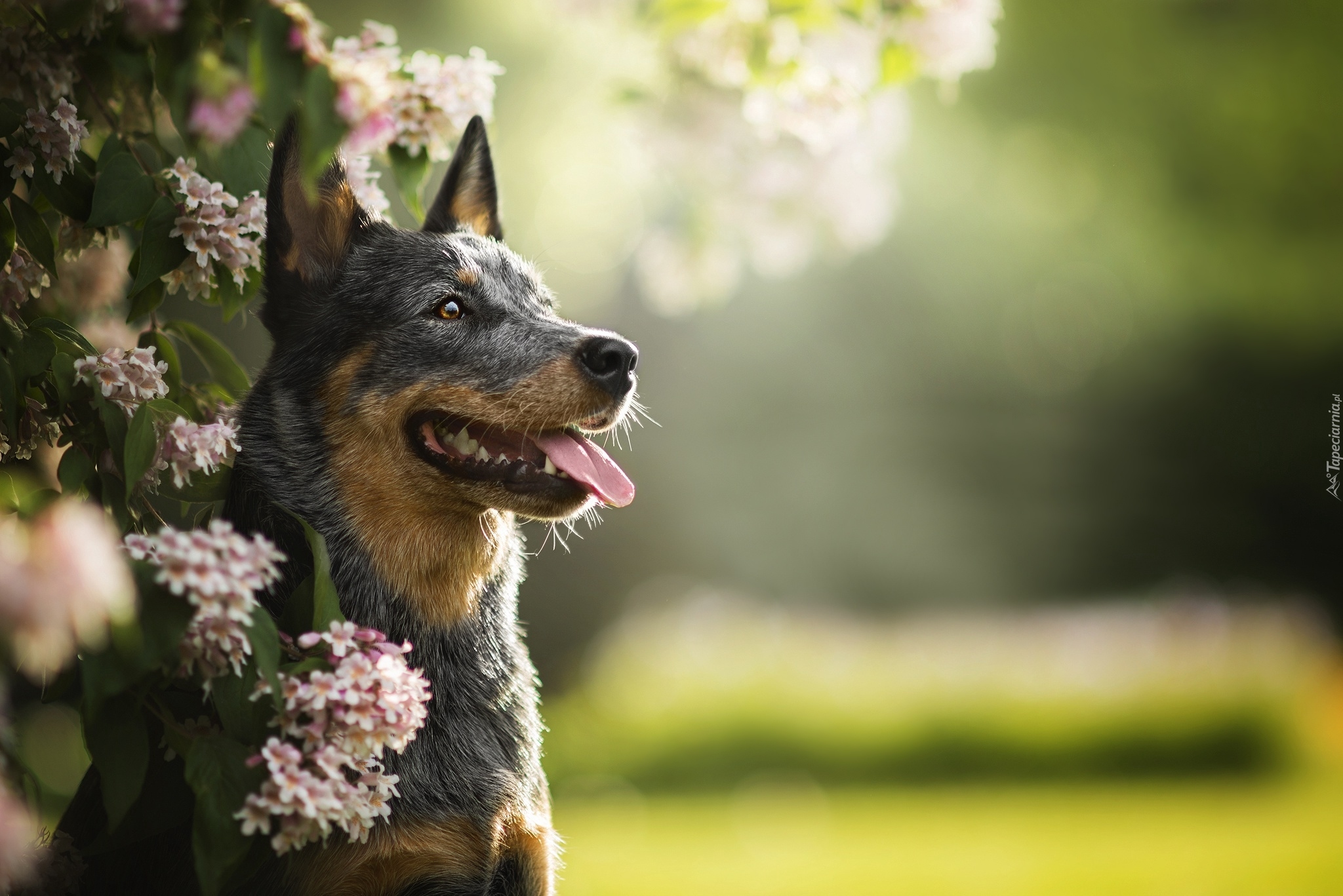 Pies, Australian cattle dog, Mordka, Gałązki, Kwiaty