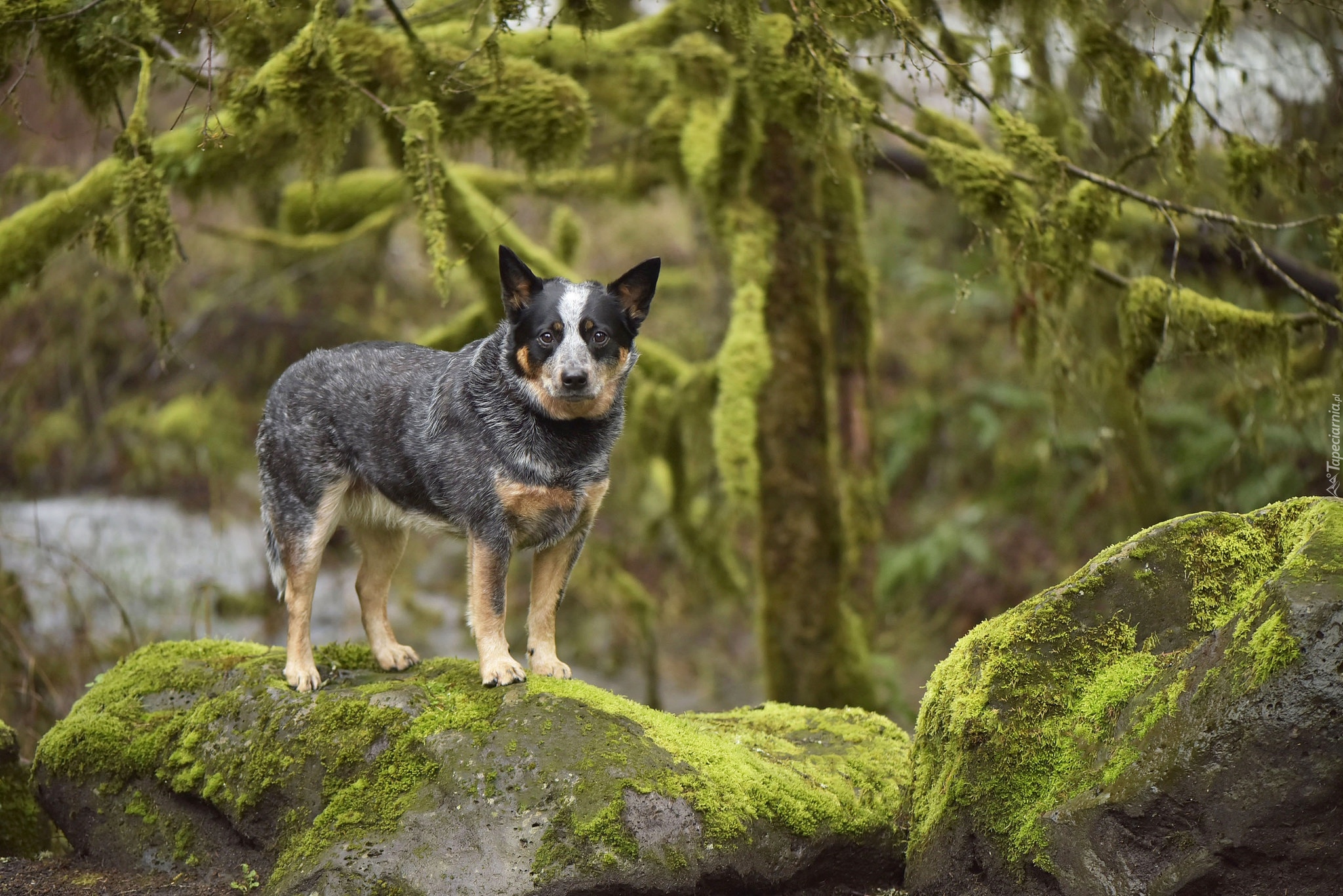 Pies, Australian cattle dog, Skały, Mech, Drzewa