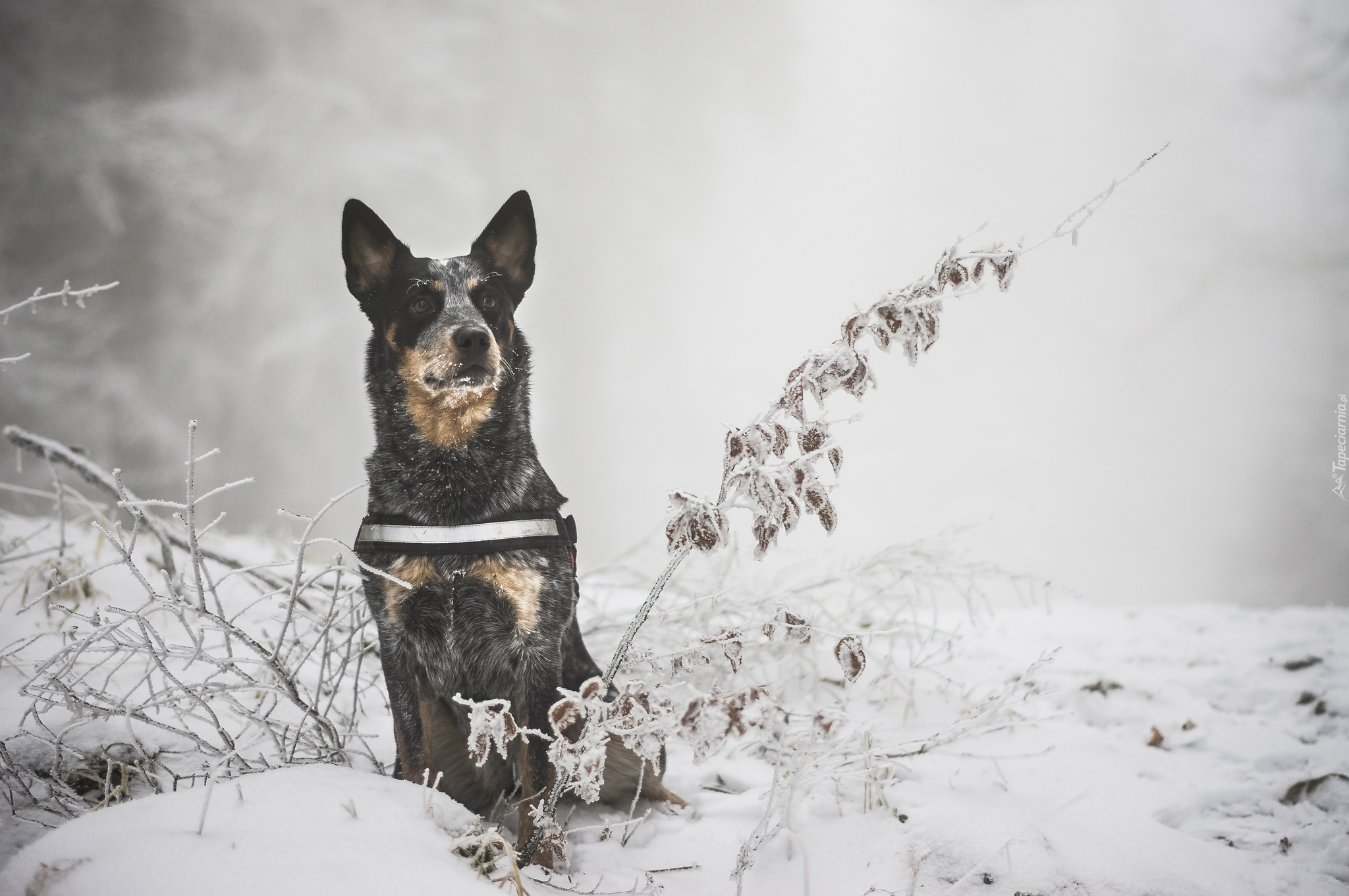 Australian cattle dog, Zima, Śnieg, Gałązki, Rośliny