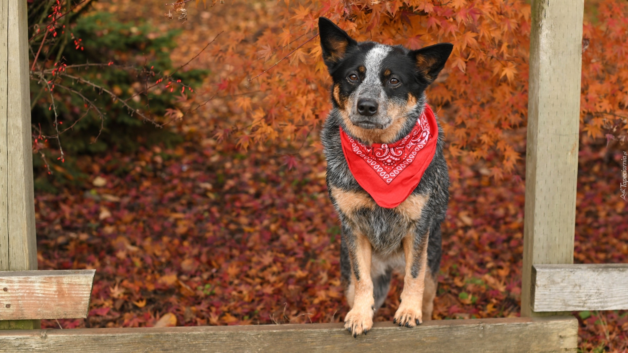 Pies, Australian cattle dog, Chustka