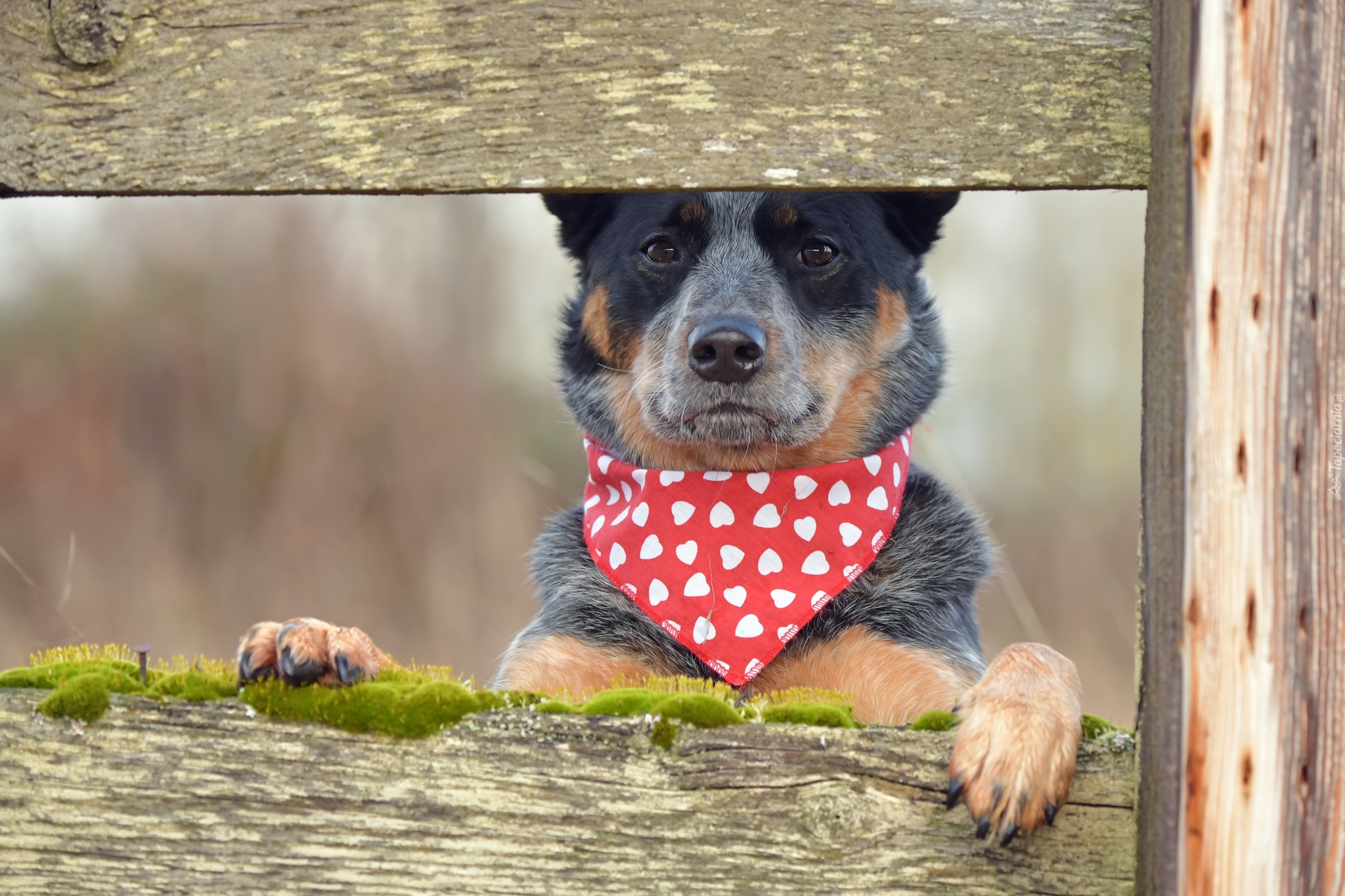 Pies, Australian Cattle Dog, Chustka, Deski