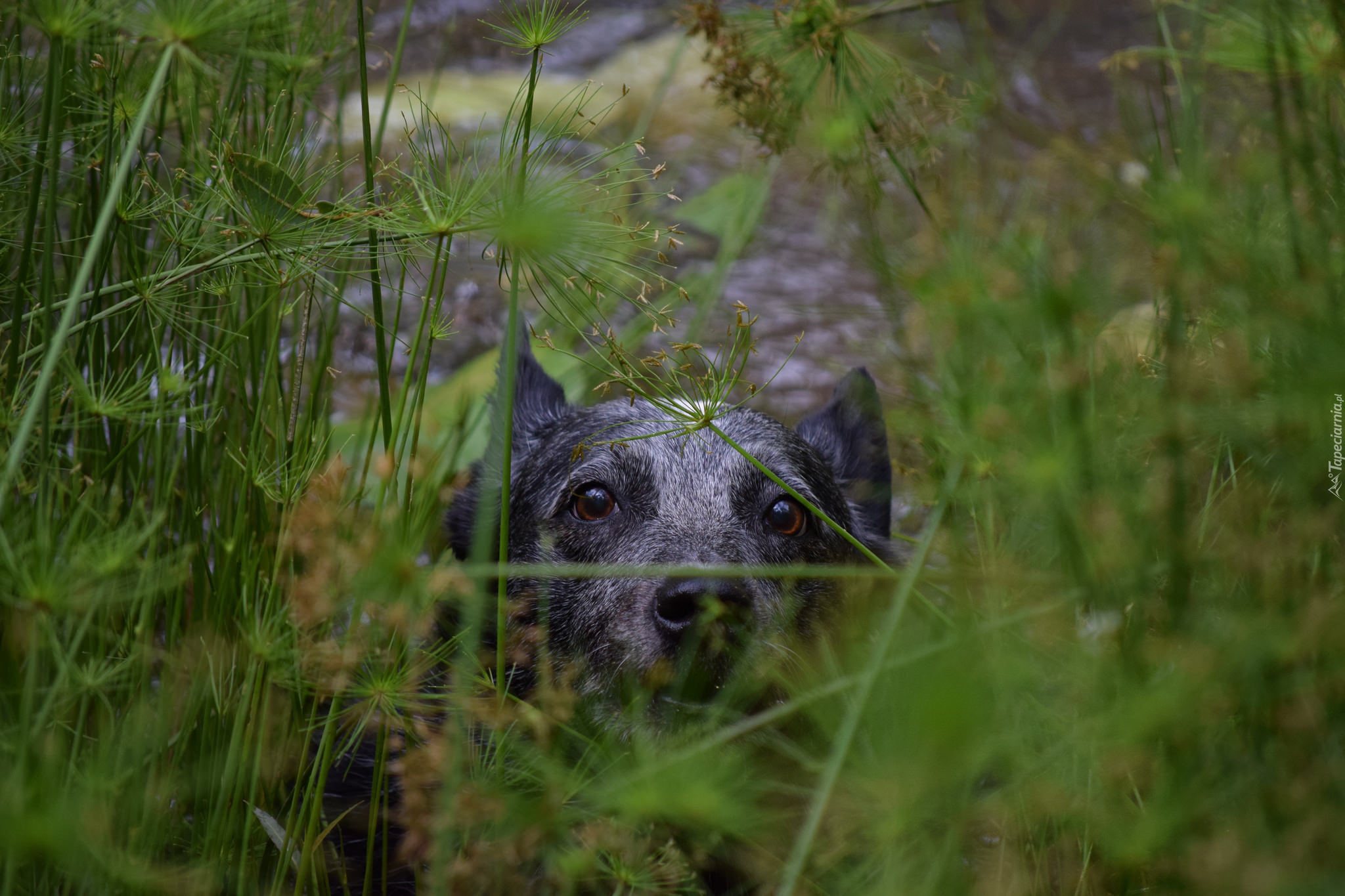 Australian cattle dog, Pyszczek, Zarośla