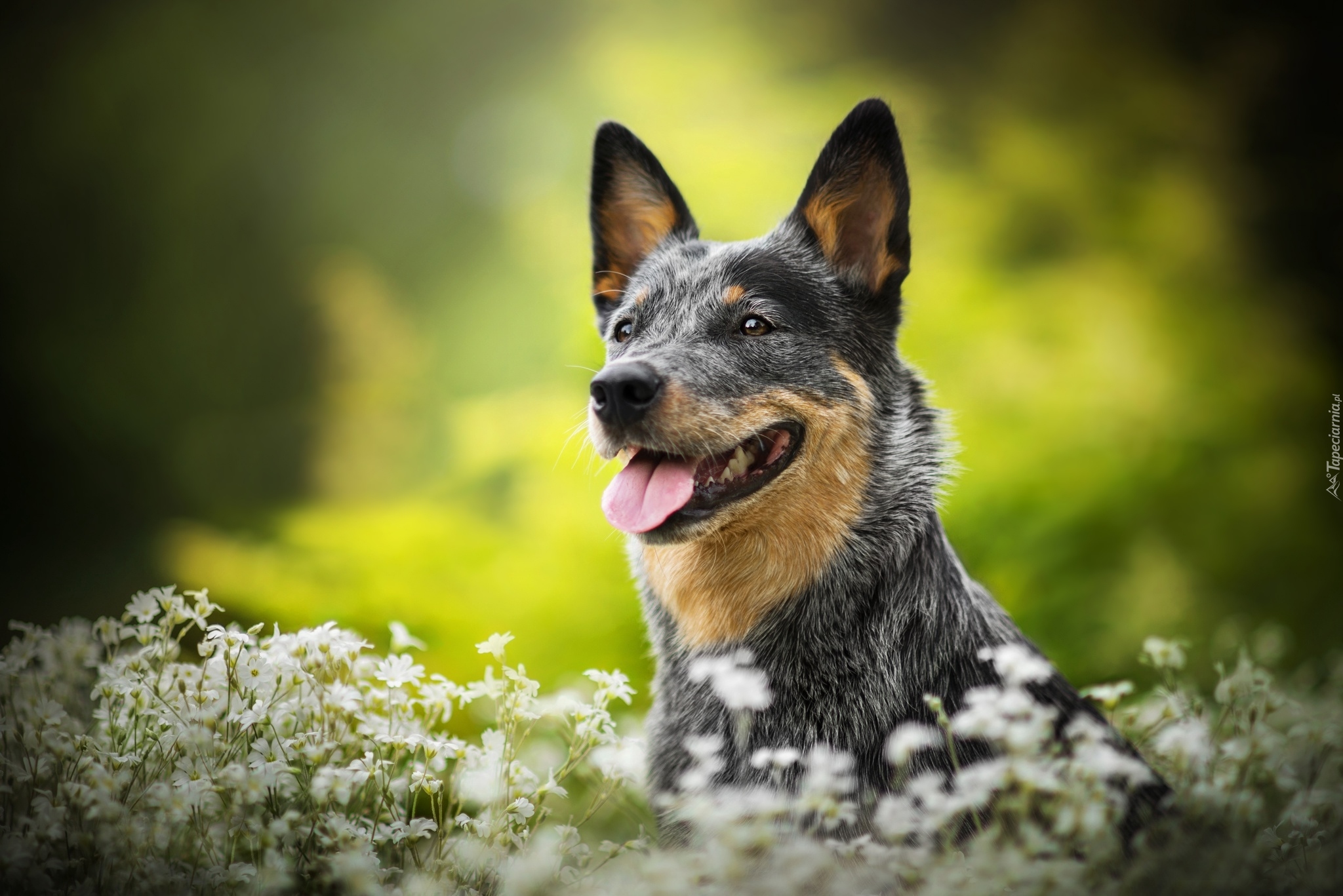 Pies, Australian cattle dog, Łąka, Kwiaty, Gwiazdnica