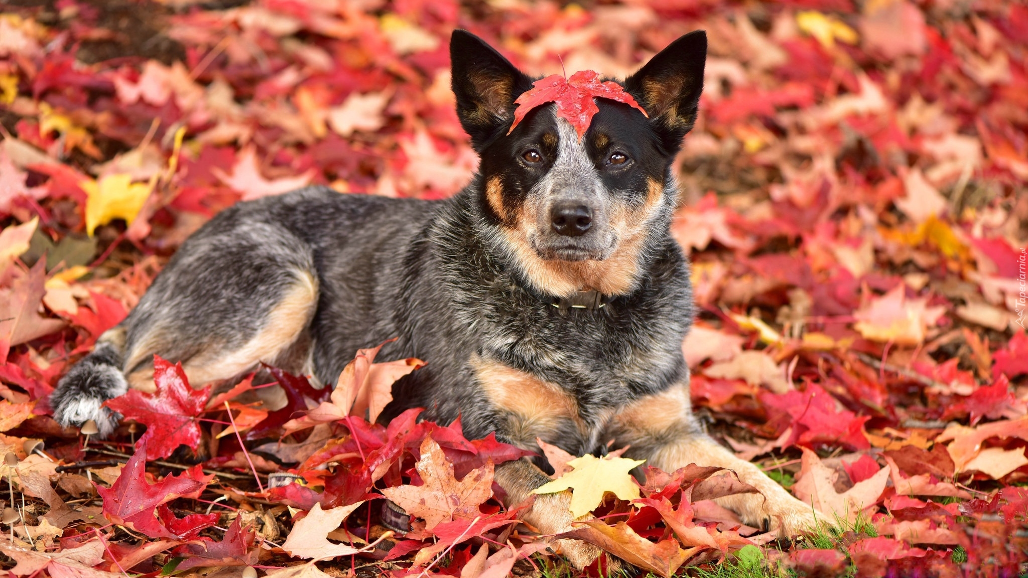 Pies, Australian cattle dog, Liście