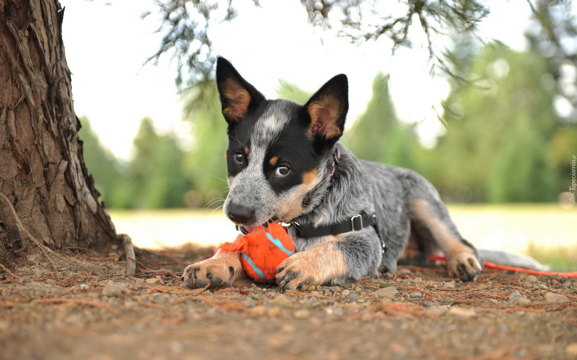 Pies, Szczeniak, Australian cattle dog, Piłka, Szelki, Drzewo