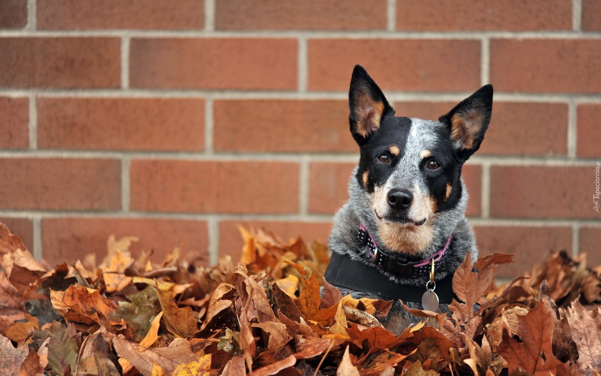 Australian cattle dog, Liście, Mur