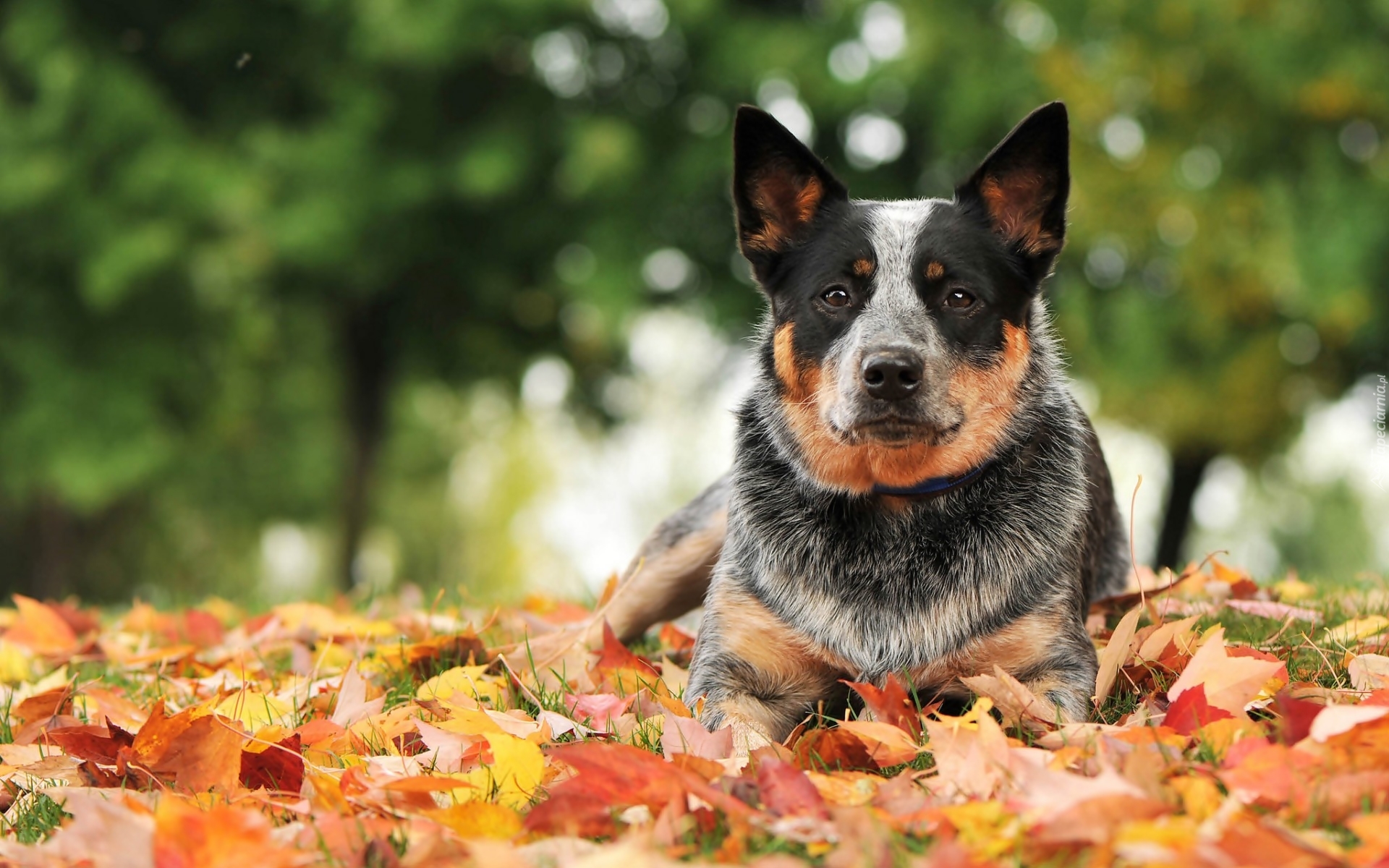 Australian cattle dog, Liście