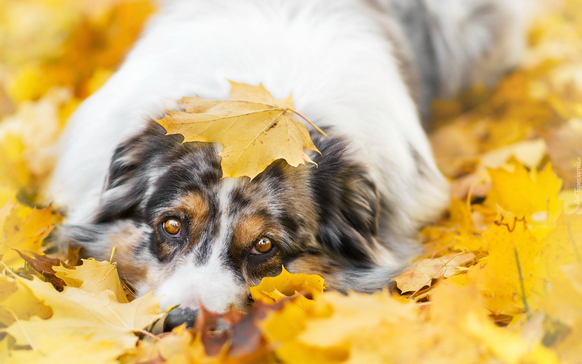 Owczarek australijski-australian shepherd, Liście