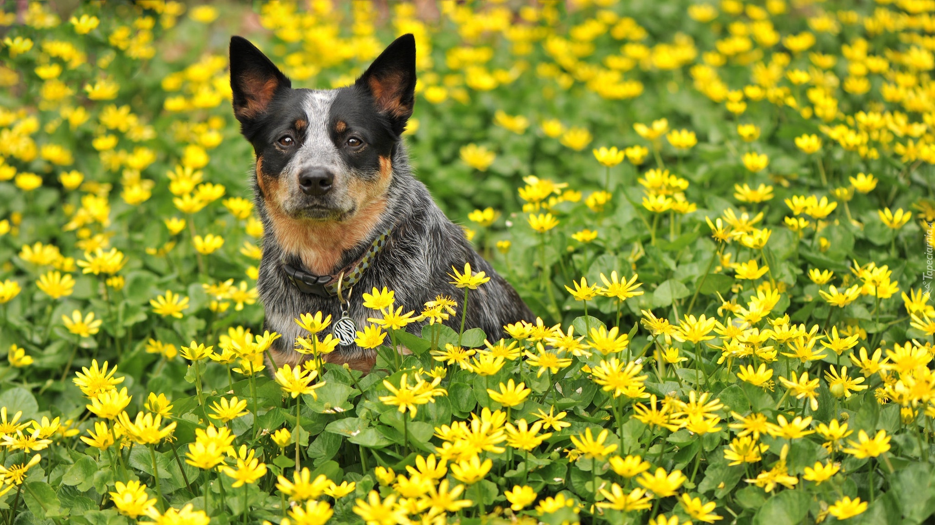 Australian cattle dog, Łąka, Kwiaty