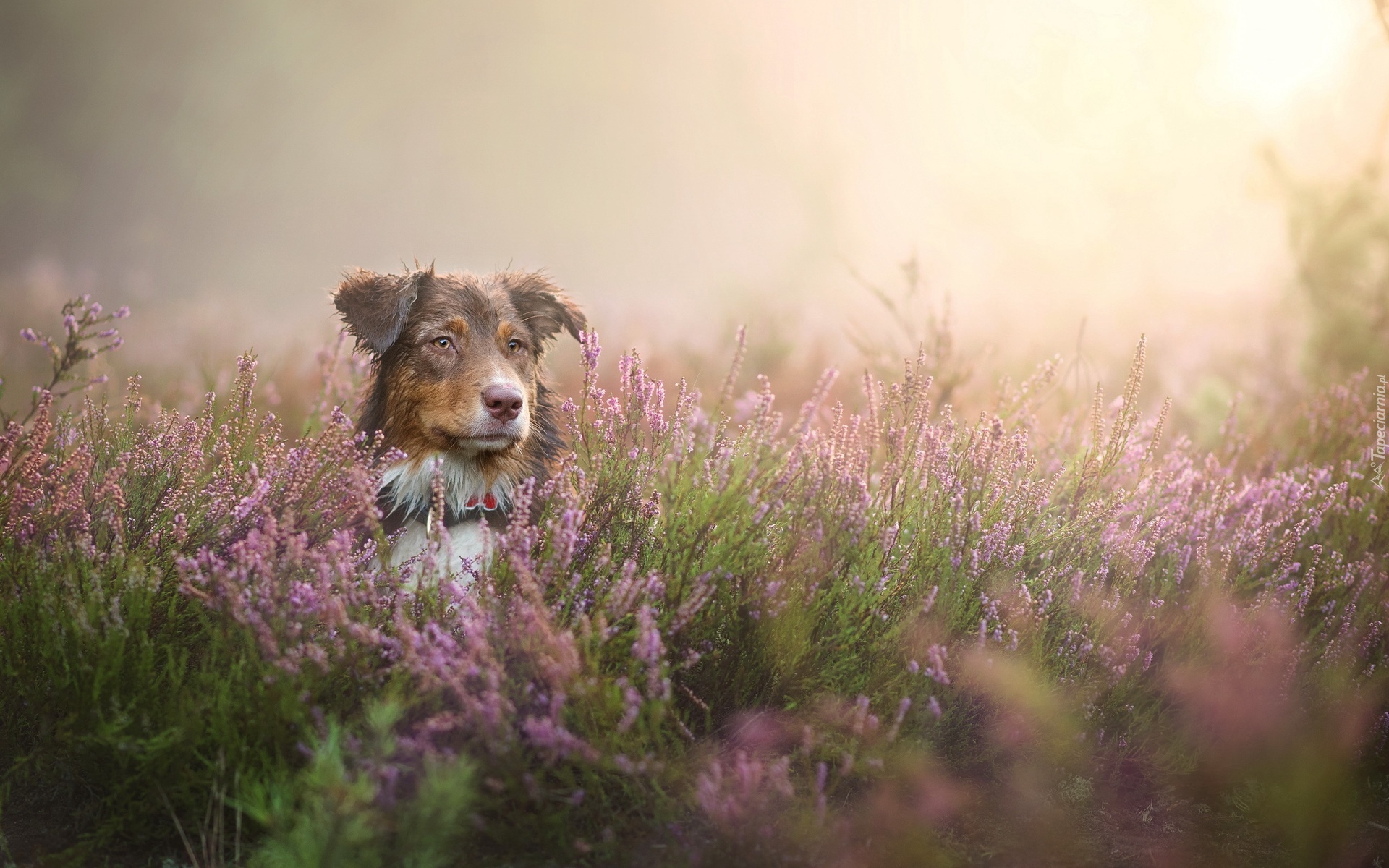 Wrzosy, Owczarek australijski-australian shepherd