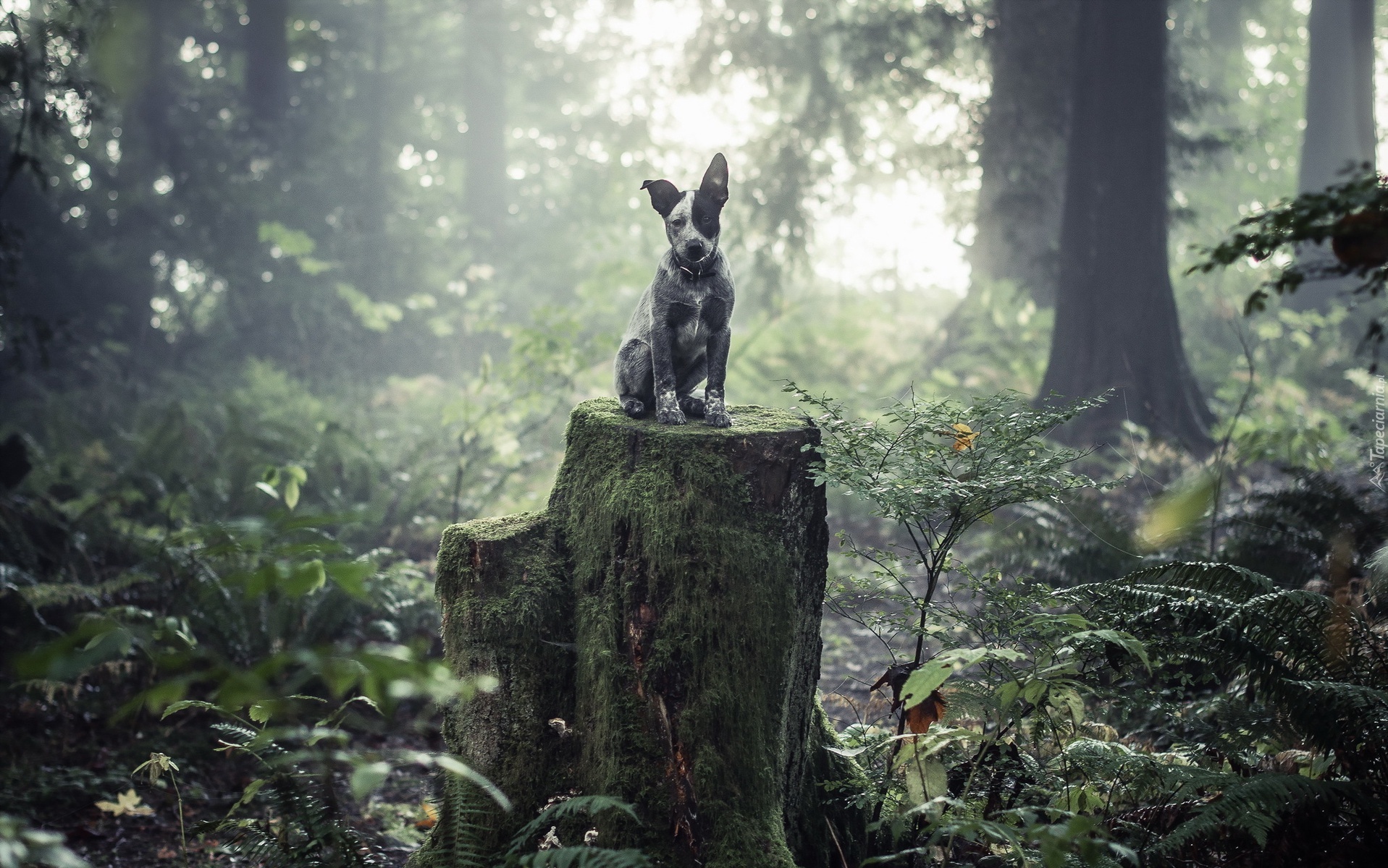 Las, Pień, Drzewa, Australian cattle dog