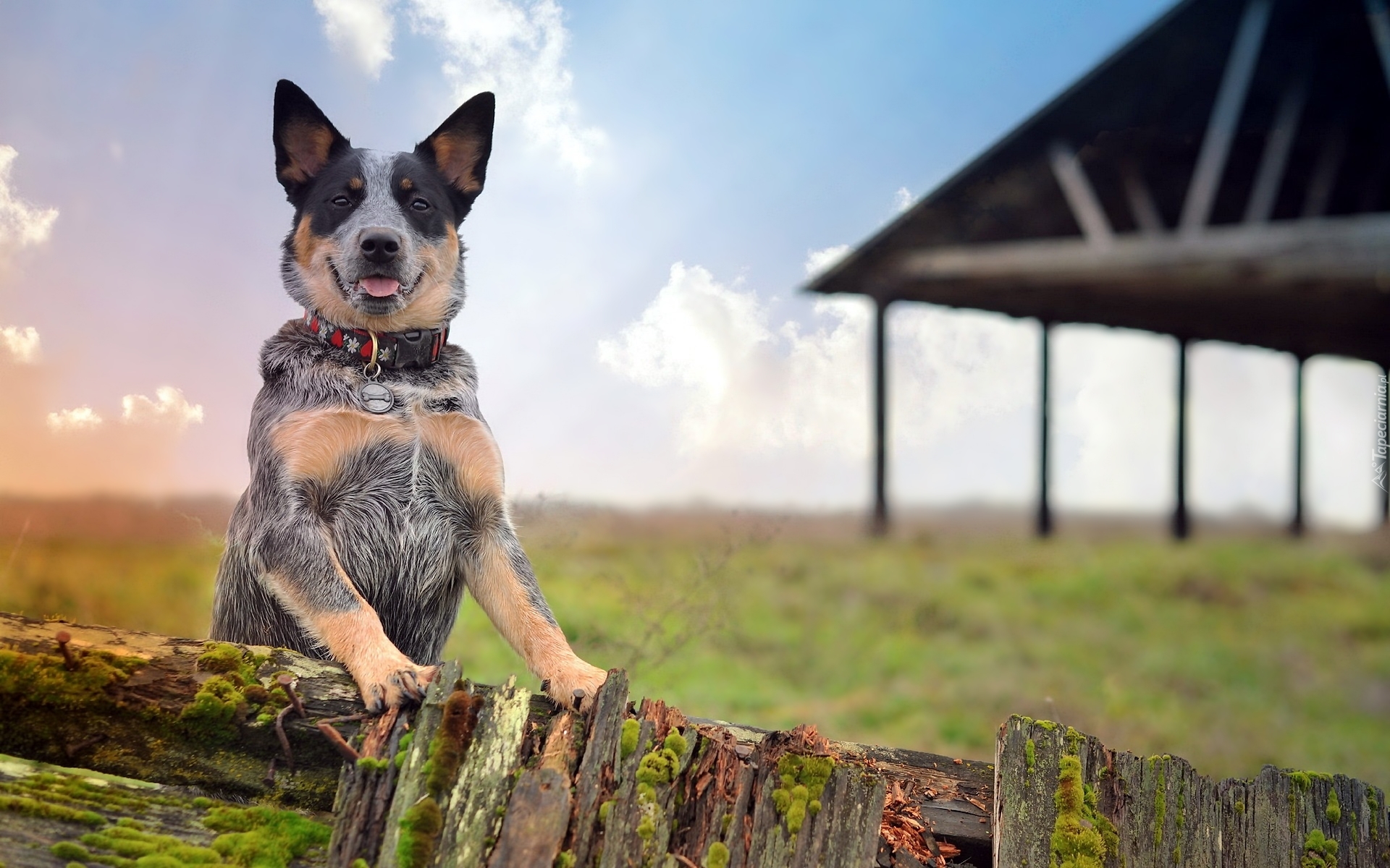 Australijski pies pasterski, Australian Cattle Dog