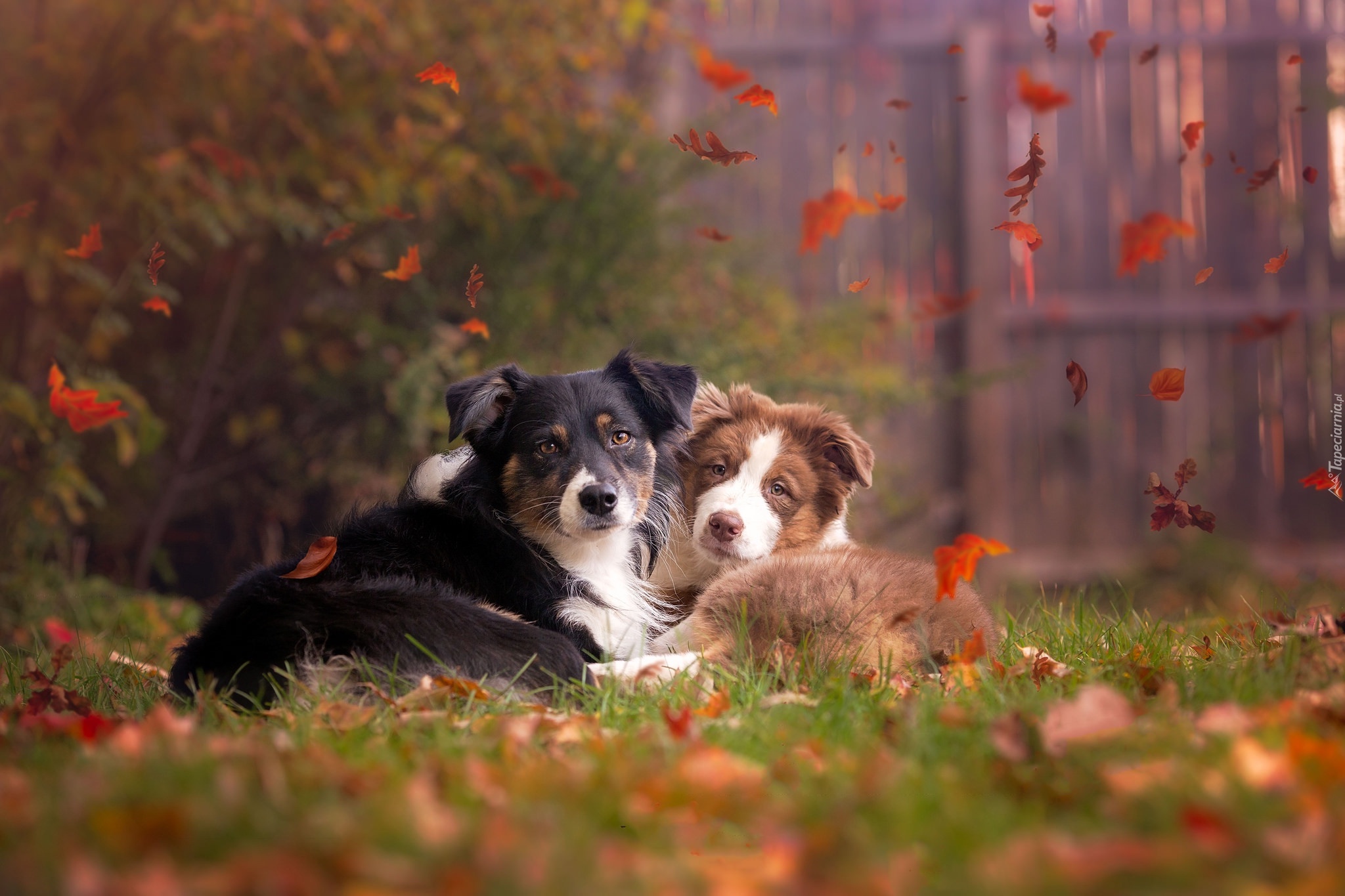 Owczarek australijski-australian shepherd