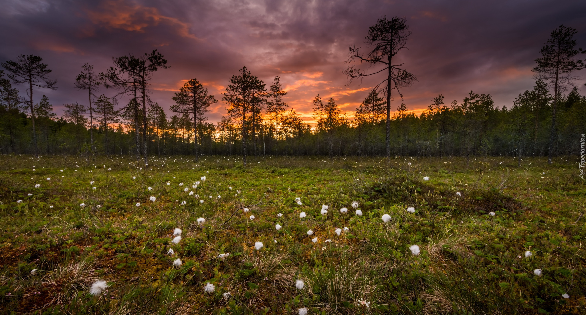 Finlandia, Prowincja Finlandia Wschodnia, Miasto Lieksa, Ruunaa, Bagno, Wełnianka wąskolistna, Łąka, Kwiaty, Drzewa, Zachód słońca