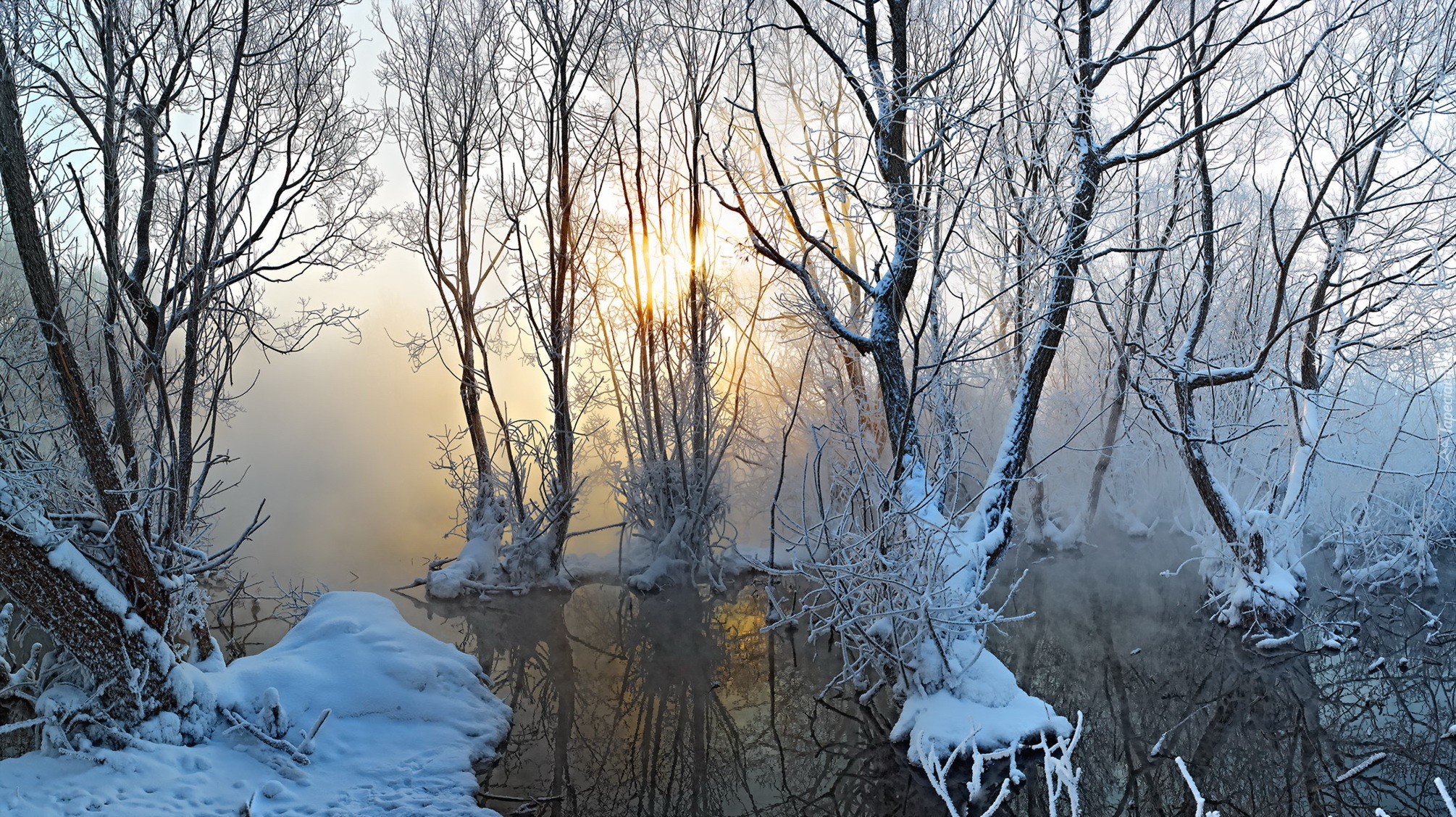 Bagno, Drzewa, Zima, Śnieg, Mgła, Promienie słońca