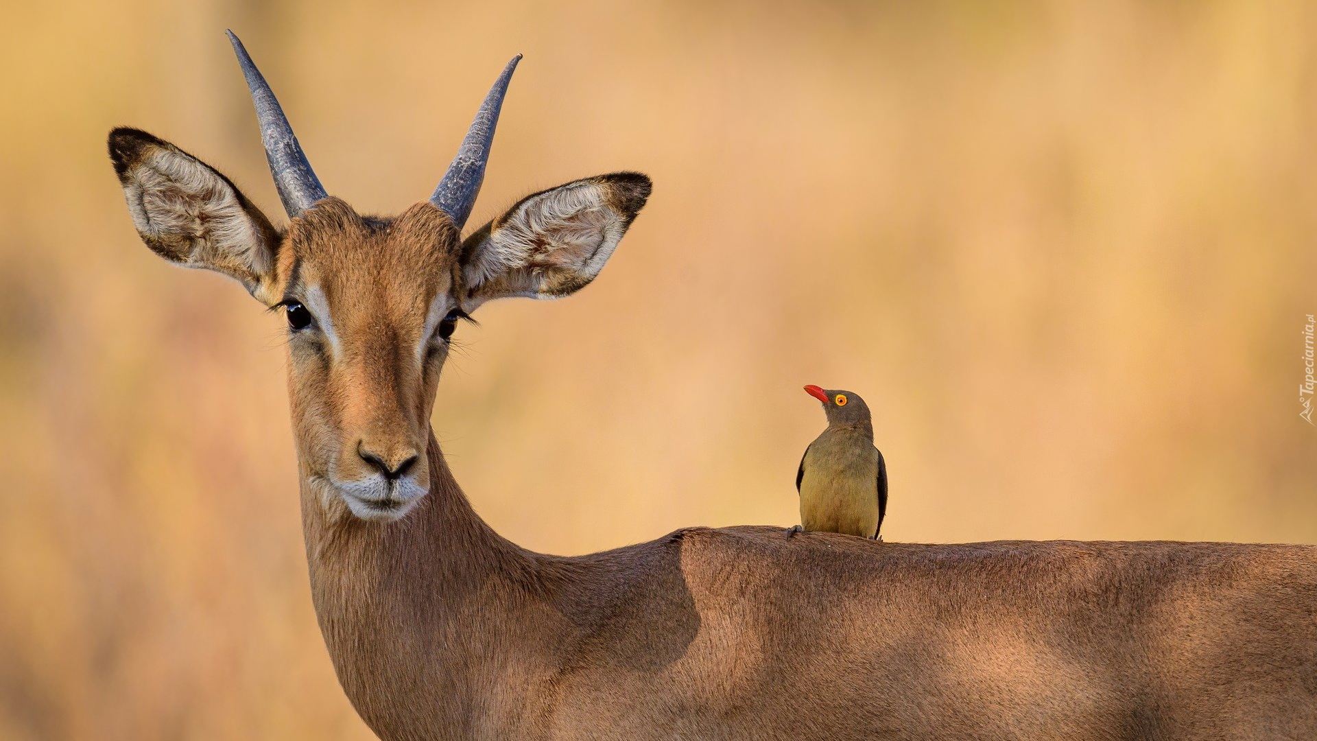 Impala, Ptak, Bąkojad