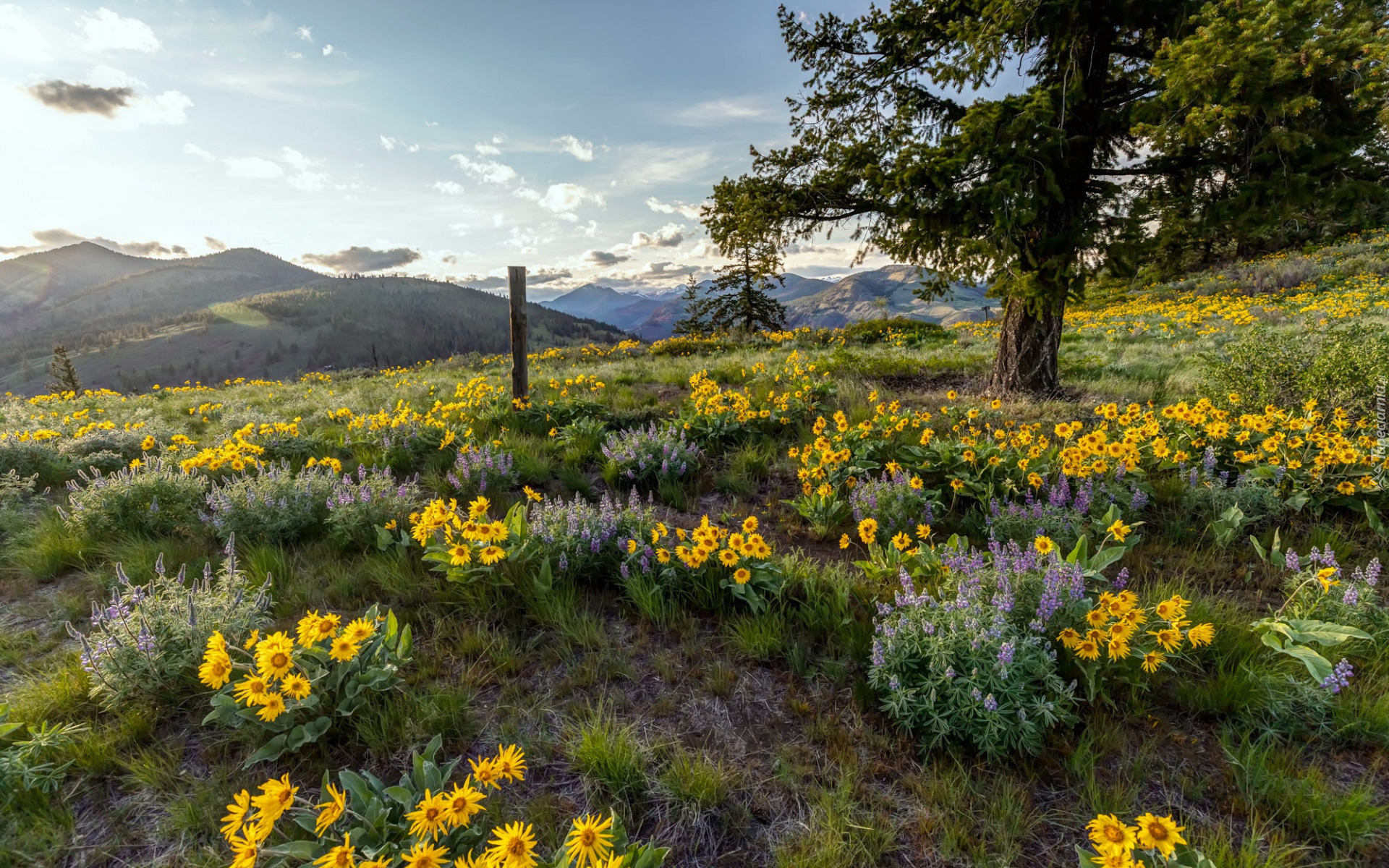 Rezerwat przyrody, Columbia River Gorge, Góry Kaskadowe, Łąka, Kwiaty, Balsamorhiza, Drzewo, Stan Oregon, Stany Zjednoczone