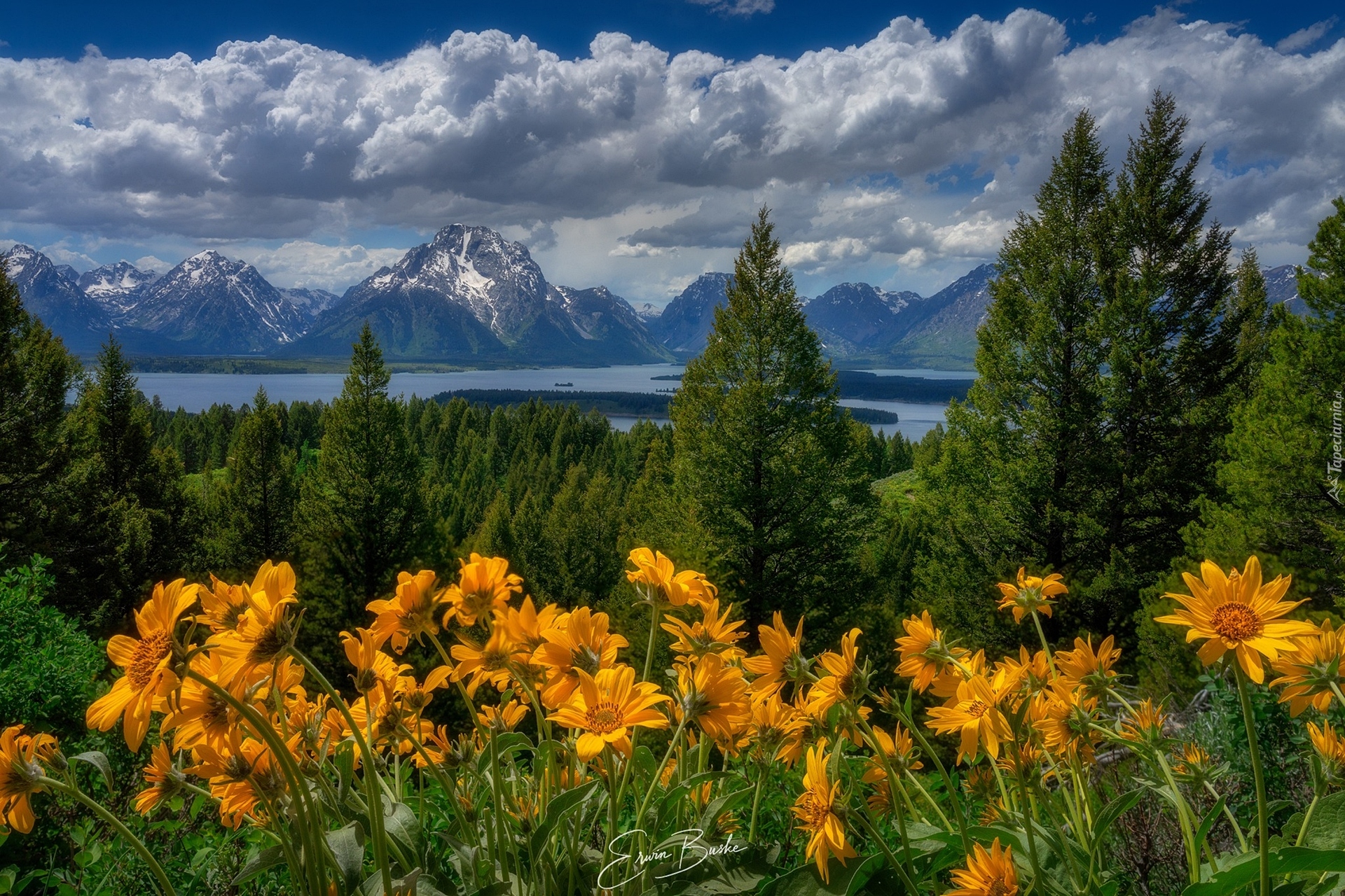 Stany Zjednoczone, Park Narodowy Grand Teton, Góry Teton Range, Drzewa, Las, Łąka, Kwiaty, Balsamorhiza