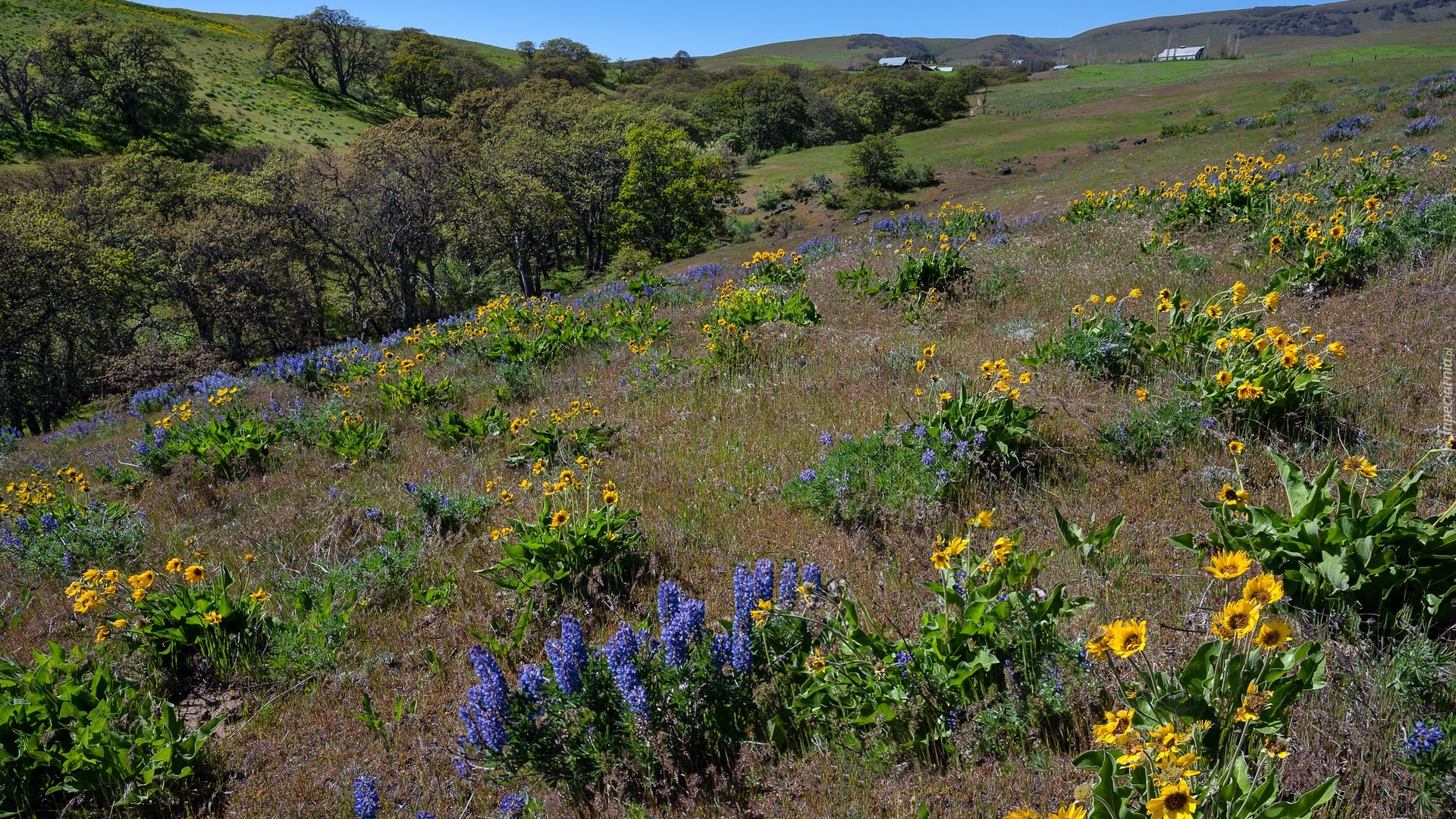 Wzgórza, Drzewa, Łąka, Polne, Kwiaty, Balsamorhiza, Łubin, Dalles Mountain Ranch, Stan Waszyngton, Stany Zjednoczone