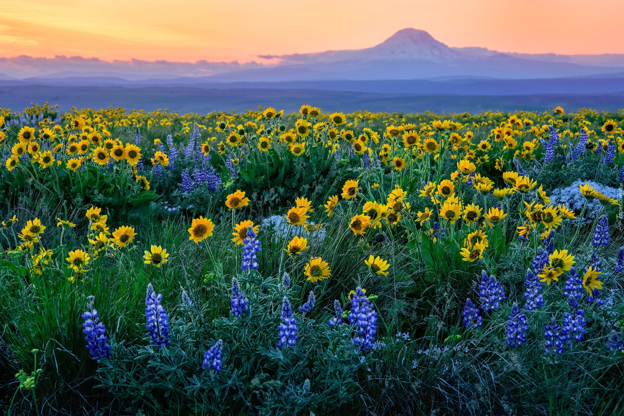 Stany Zjednoczone, Waszyngton, Góra, Mount Adams, Łąka, Kwiaty, Łubin, Balsamorhiza, Zachód słońca