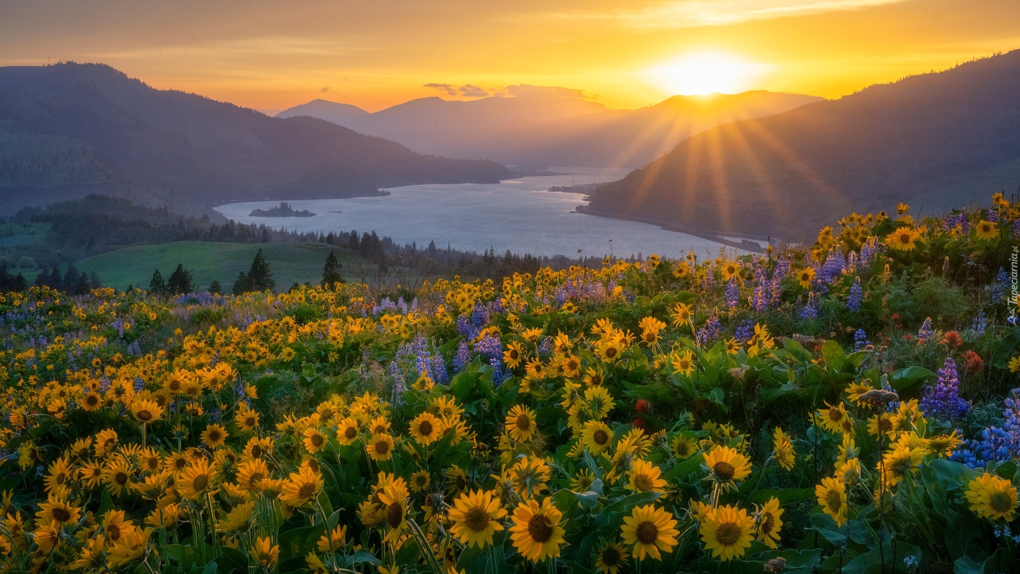 Stany Zjednoczone, Waszyngton, Rzeka, Columbia River Gorge, Góry, Promienie słońca, Kwiaty, Łubin, Balsamorhiza