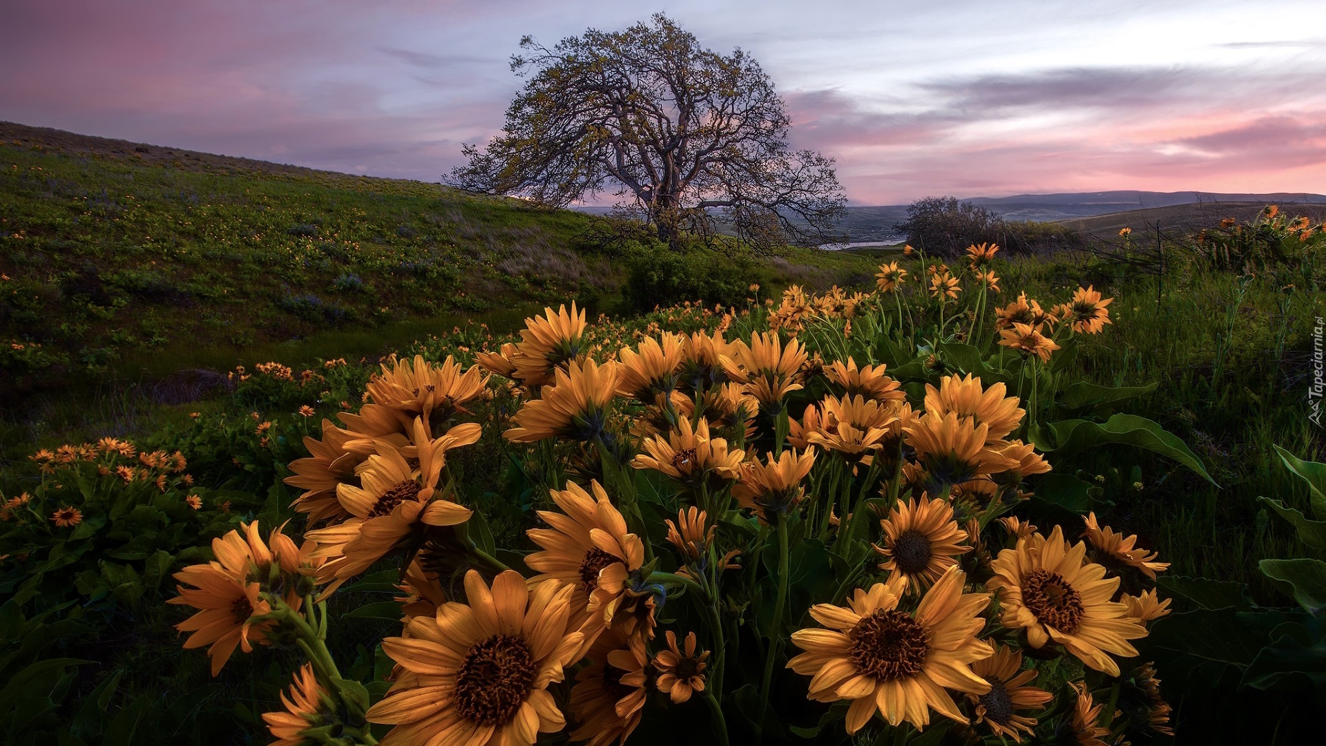 Żółte, Kwiaty, Balsamorhiza, Łąka, Drzewo, Rezerwat przyrody, Columbia River Gorge, Oregon, Stany Zjednoczone