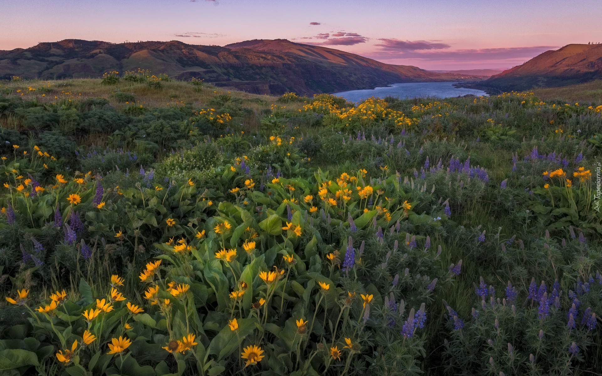 Rezerwat przyrody, Columbia River Gorge, Góry, Łąka, Kwiaty, Łubin, Balsamorhiza, Stan Oregon, Stany Zjednoczone