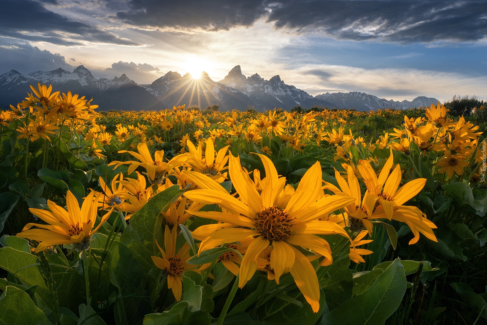 Stany Zjednoczone, Stan Wyoming, Park Narodowy Grand Teton, Góry, Łąka, Kwiaty, Balsamorhiza, Chmury