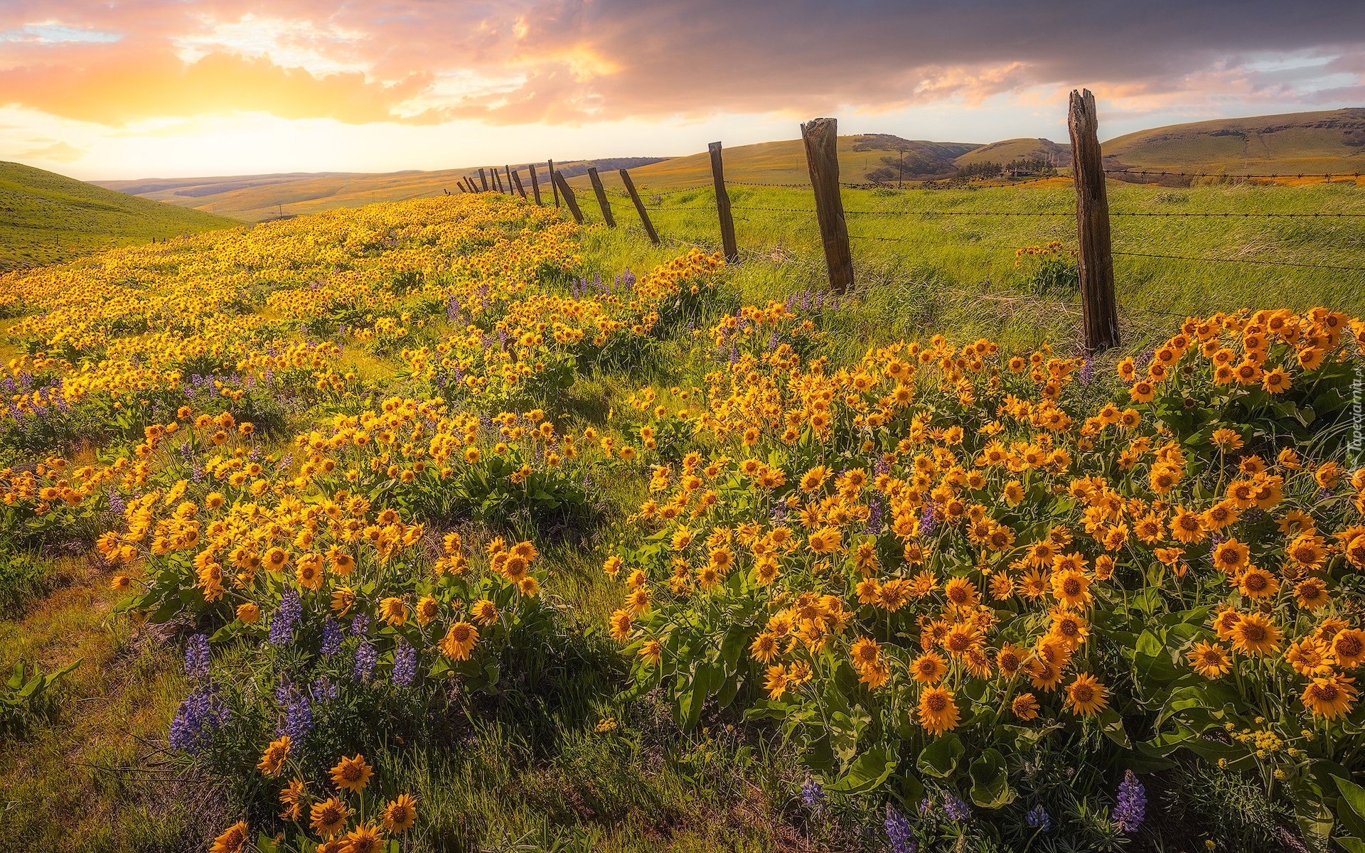 Rezerwat przyrody, Columbia Hills State Park, Wzgórza, Łąka, Ogrodzenie, Żółte, Kwiaty, Balsamorhiza, Stan Waszyngton, Stany Zjednoczone