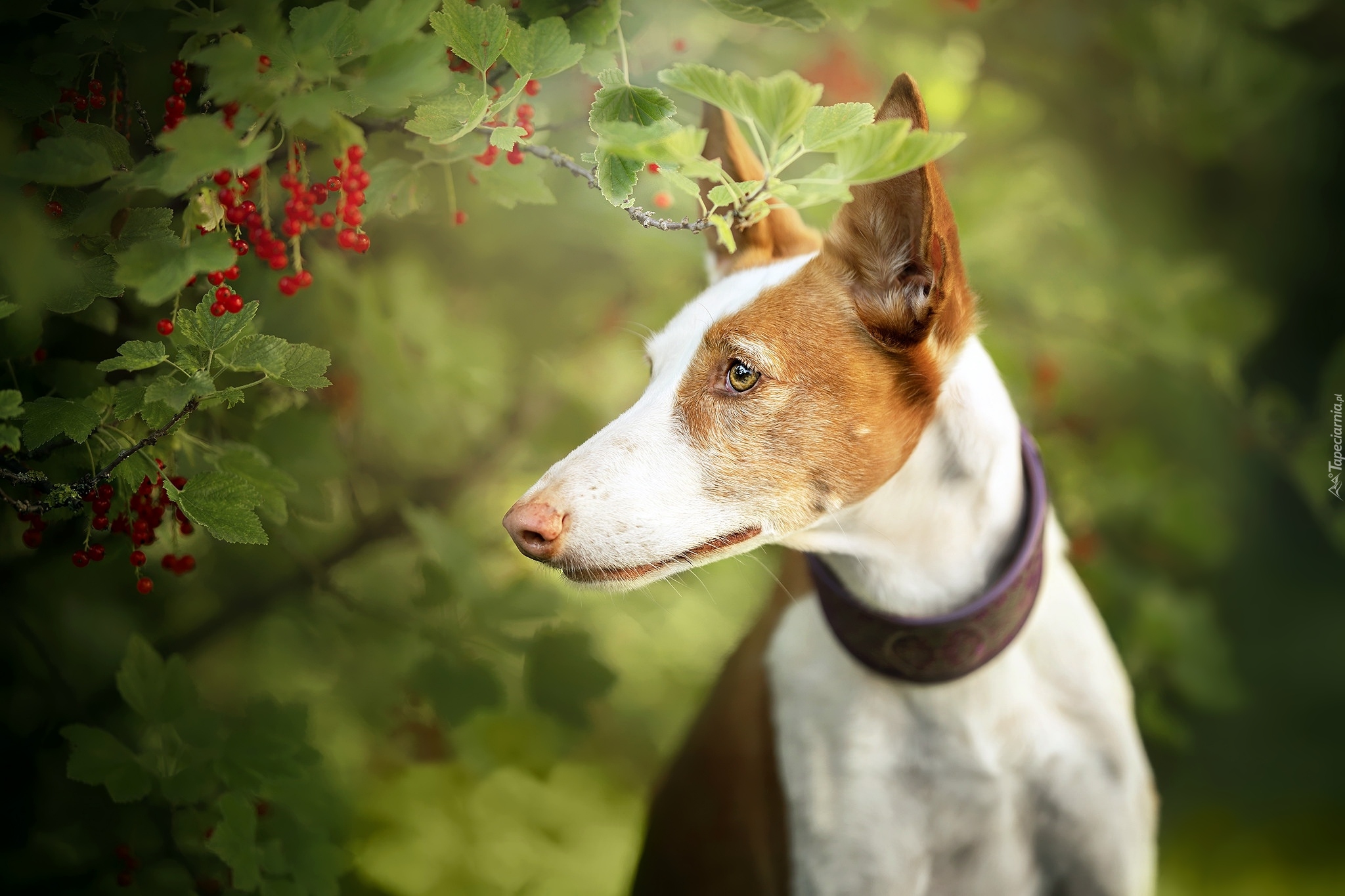 Pies, Basenji, Krzew, Gałązki, Porzeczki