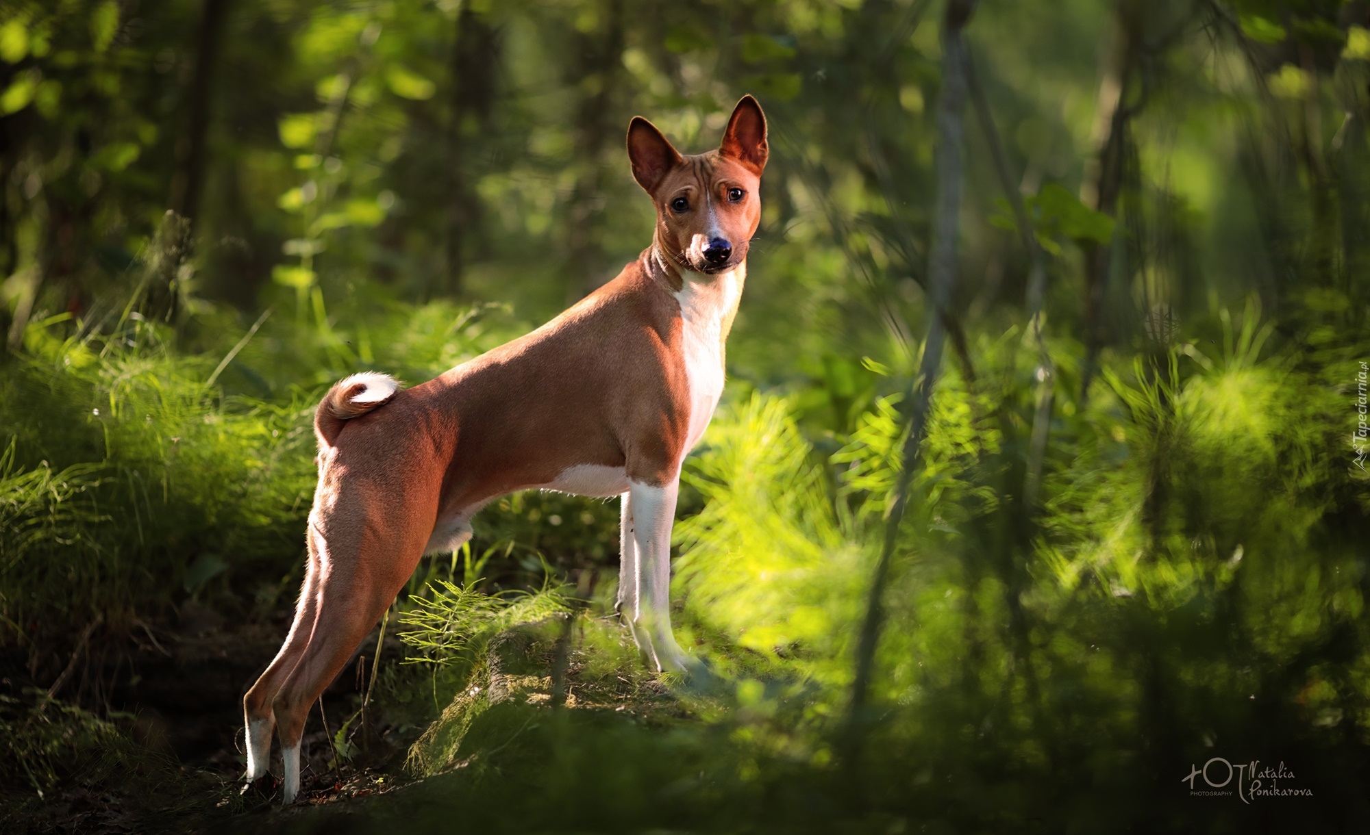 Pies, Basenji, Kamień, Las