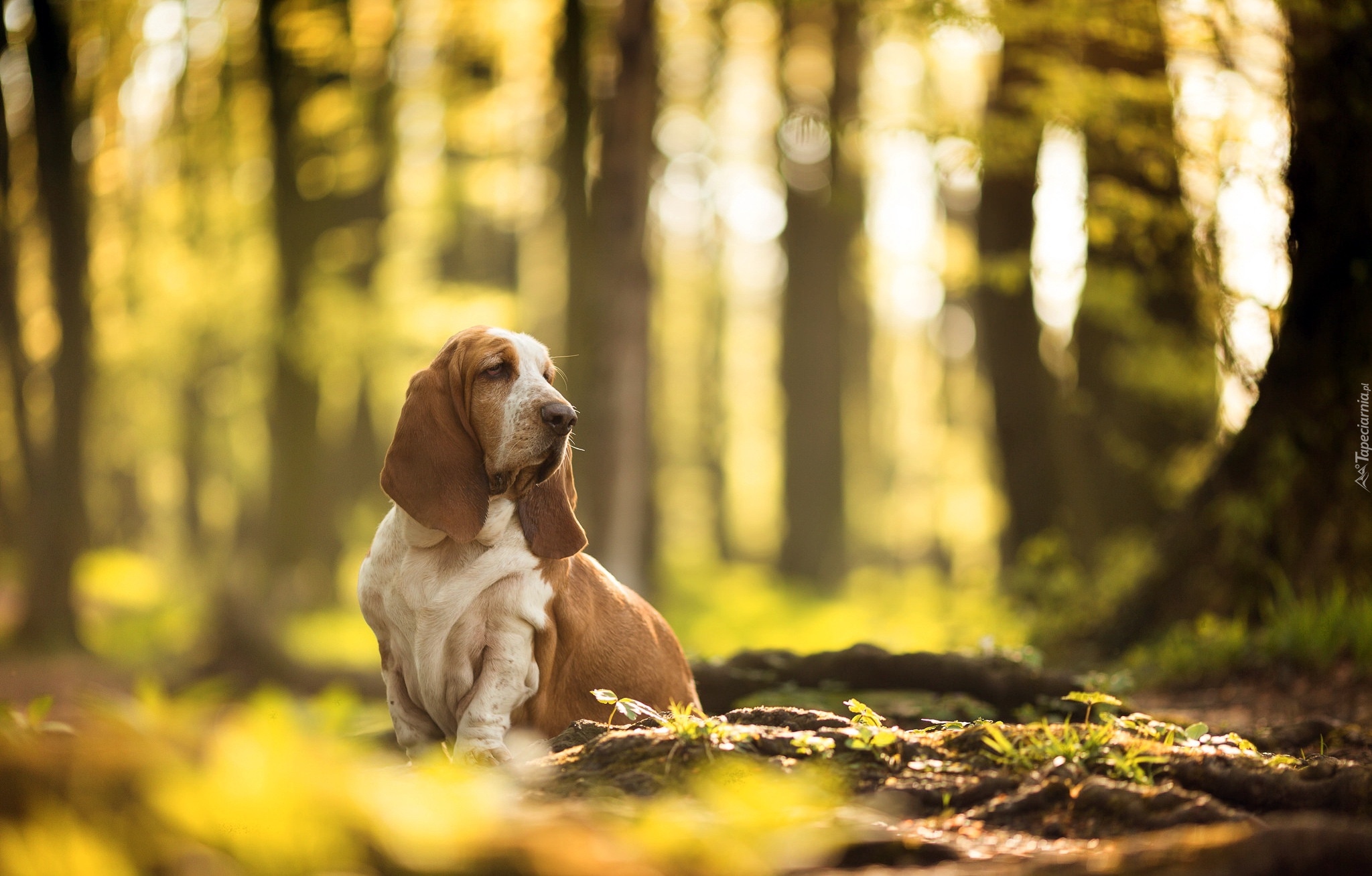 Pies, Basset hound, Las, Drzewa, Łączka