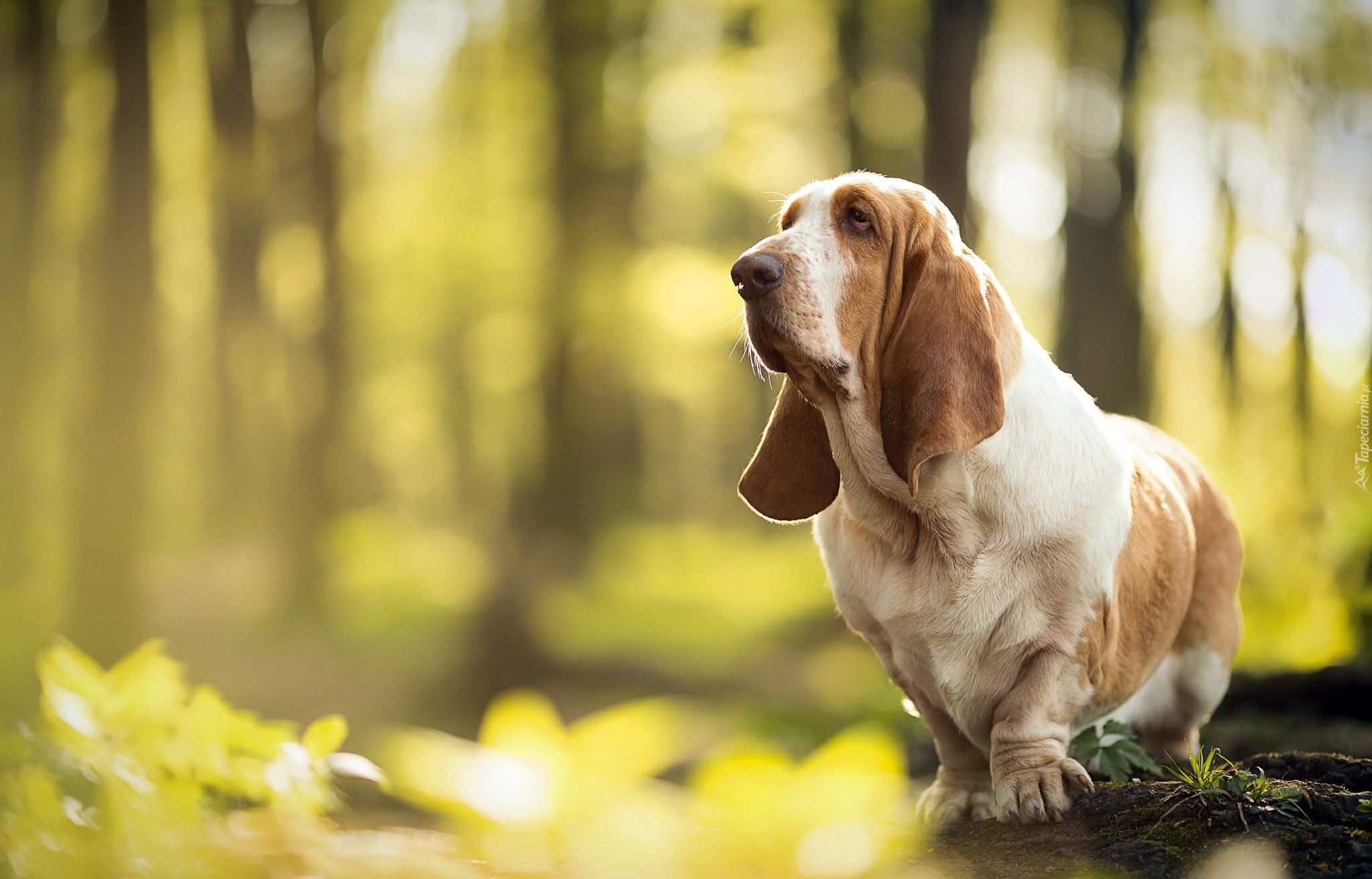 Basset hound, Las, Pieniek