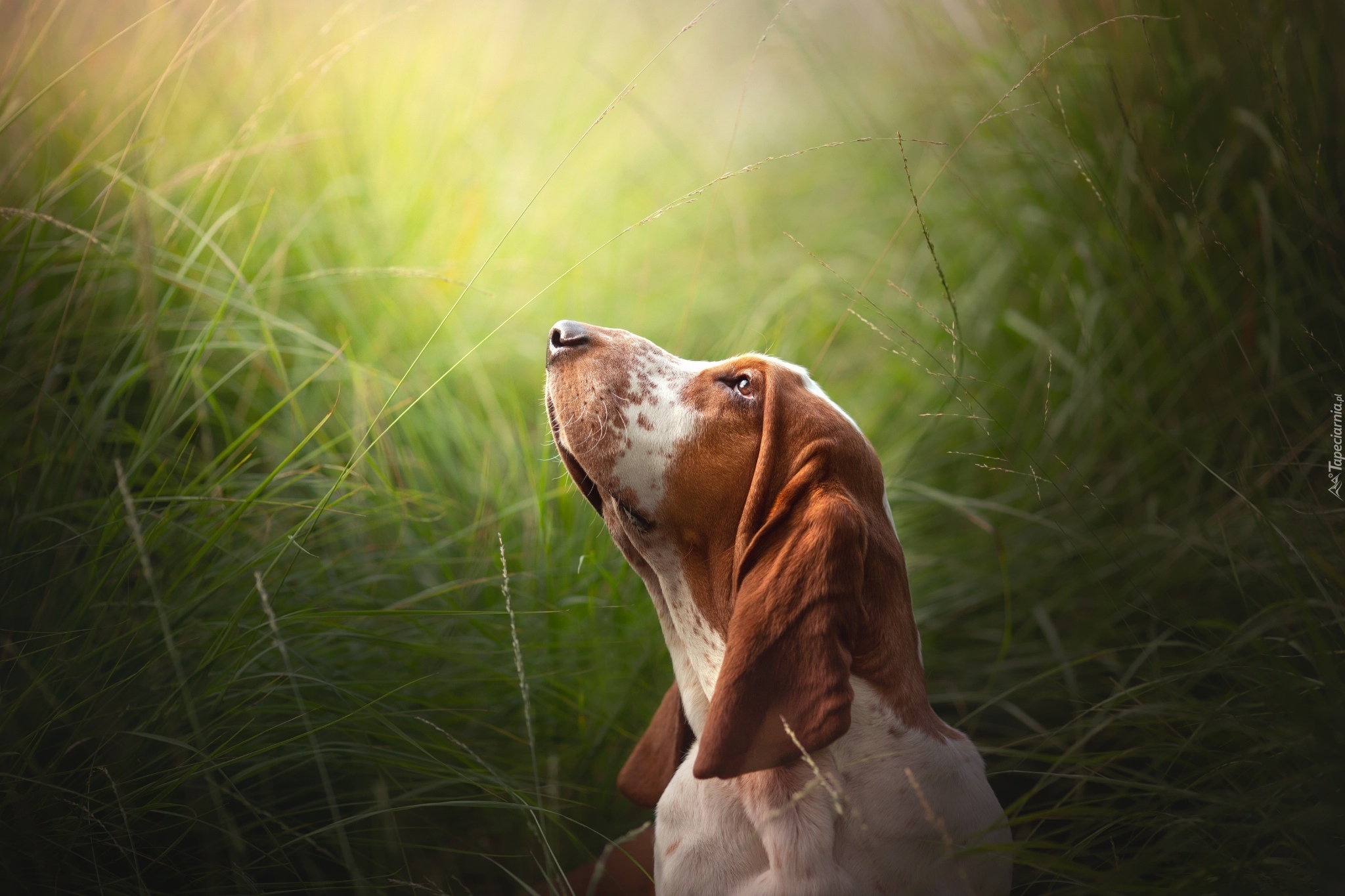 Pies, Basset hound, Uniesiona, Głowa, Trawa